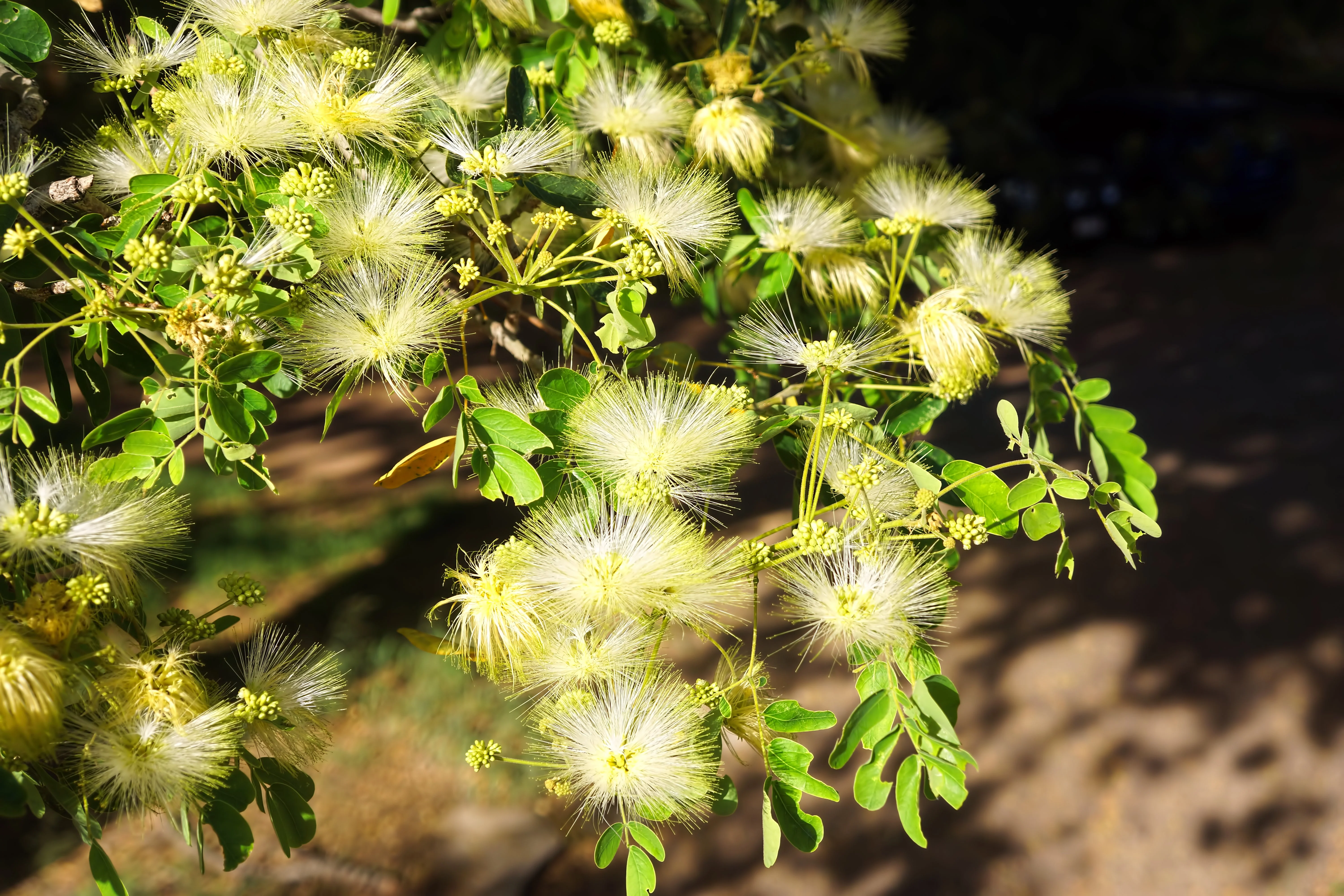 20 WOMAN'S TONGUE TREE White Mimosa Nectar Flower Albizia Lebbeck Legume Seeds - Image 8
