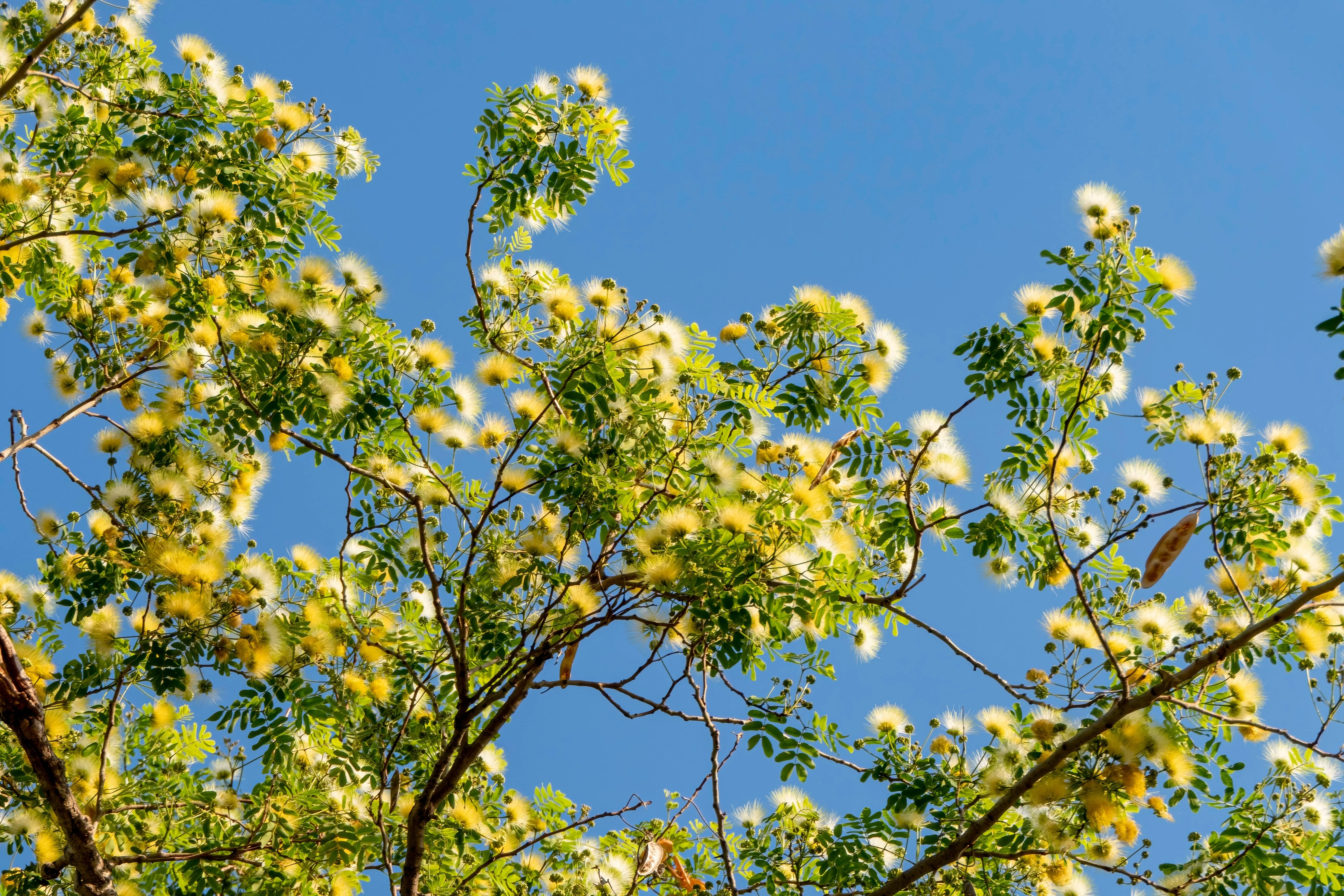 20 WOMAN'S TONGUE TREE White Mimosa Nectar Flower Albizia Lebbeck Legume Seeds - Image 9