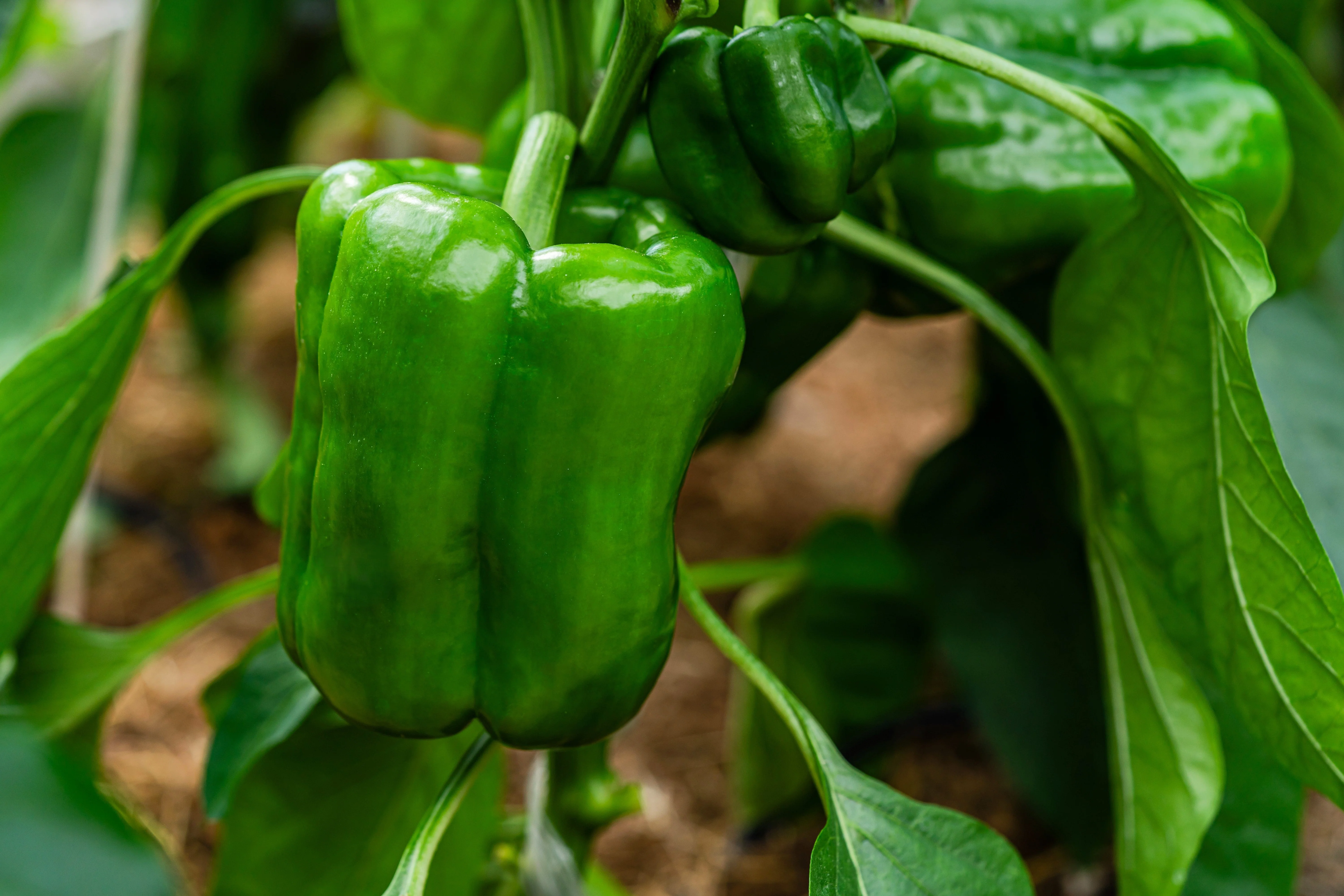 200 BIG GREEN Bell PEPPER Sweet Capsicum Annuum Vegetable Seeds - Image 2