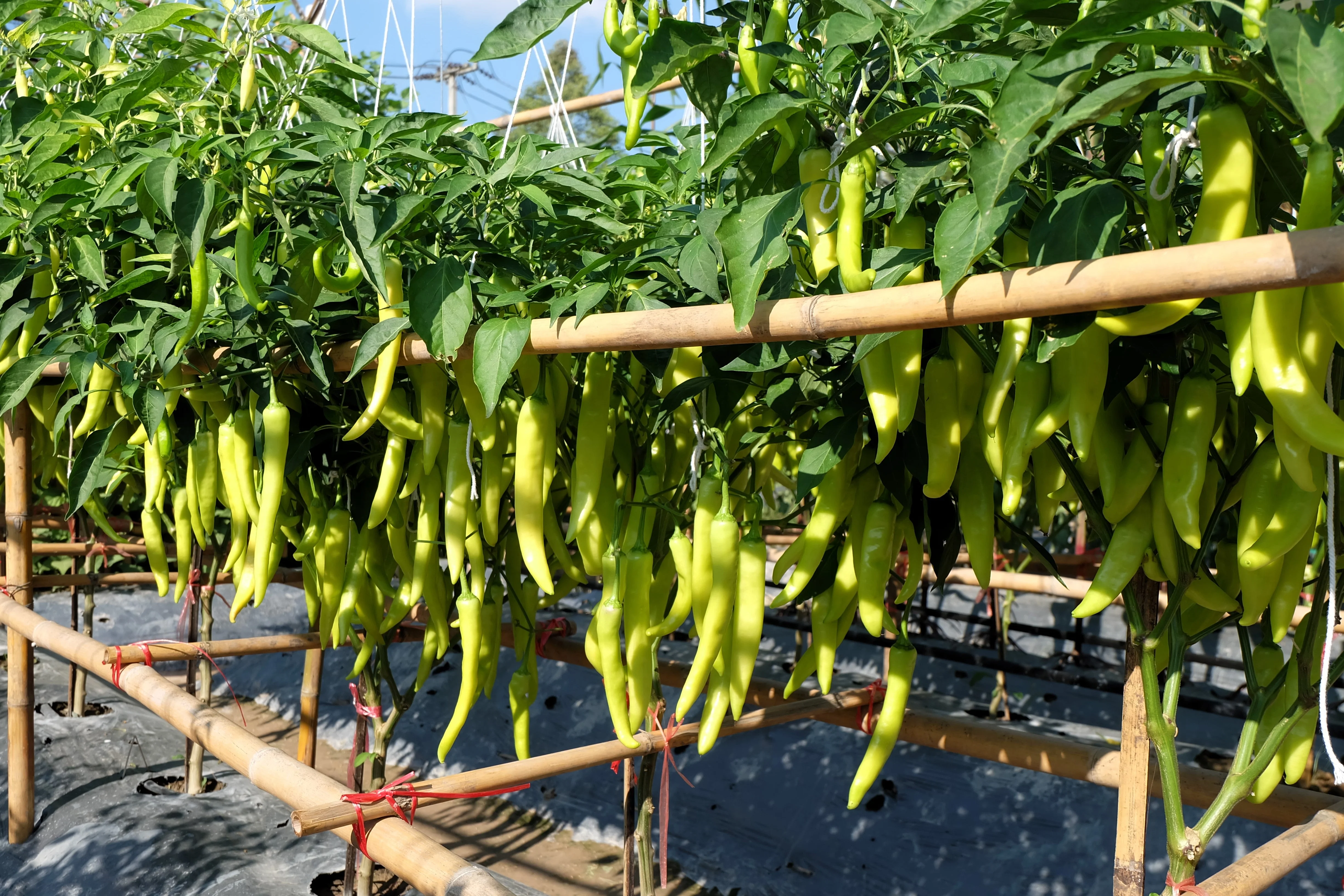 200 HEIRLOOM BANANA Pepper Sweet Yellow Hungarian Capsicum Annuum Vegetable Seed - Image 10
