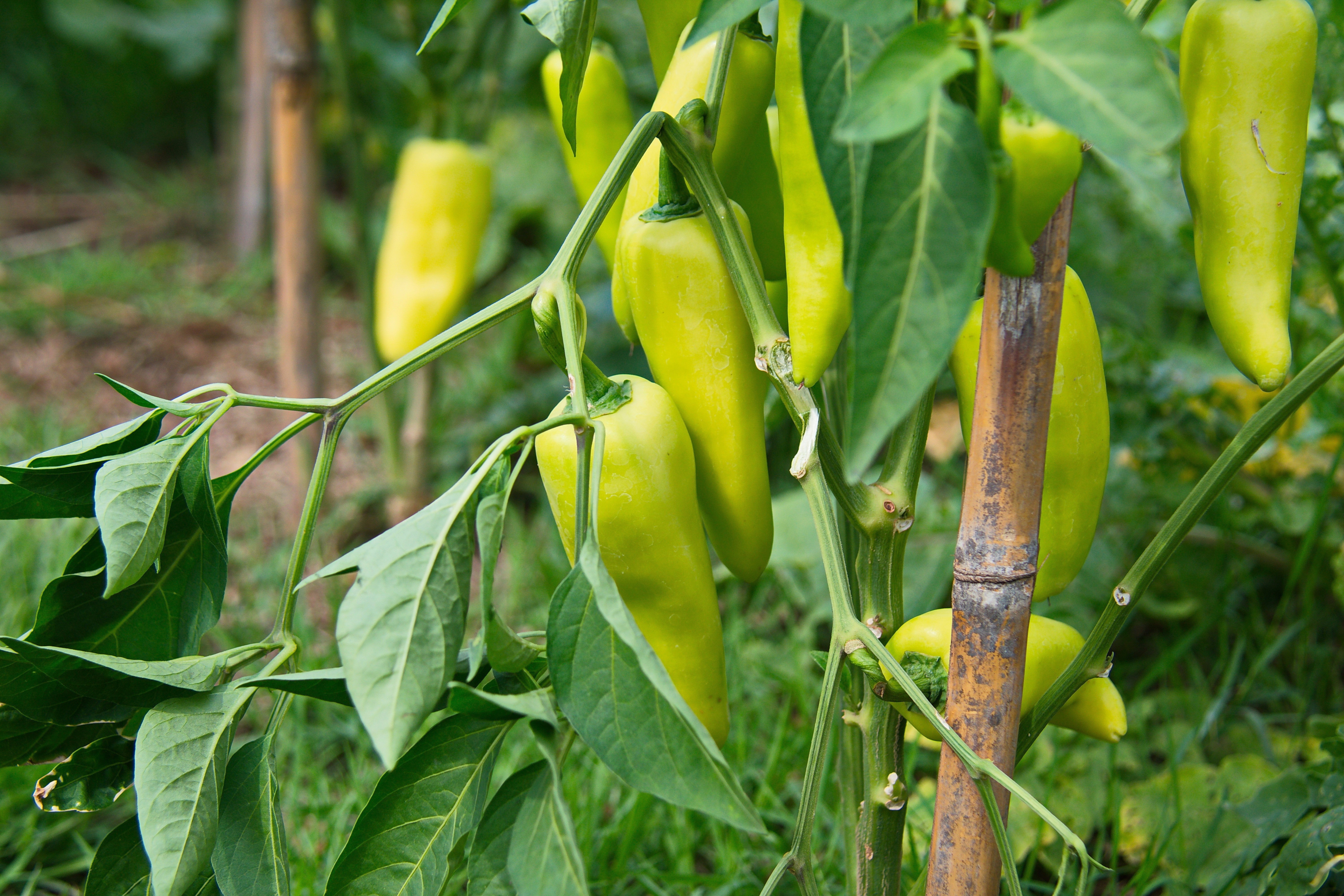 200 HEIRLOOM BANANA Pepper Sweet Yellow Hungarian Capsicum Annuum Vegetable Seed - Image 2