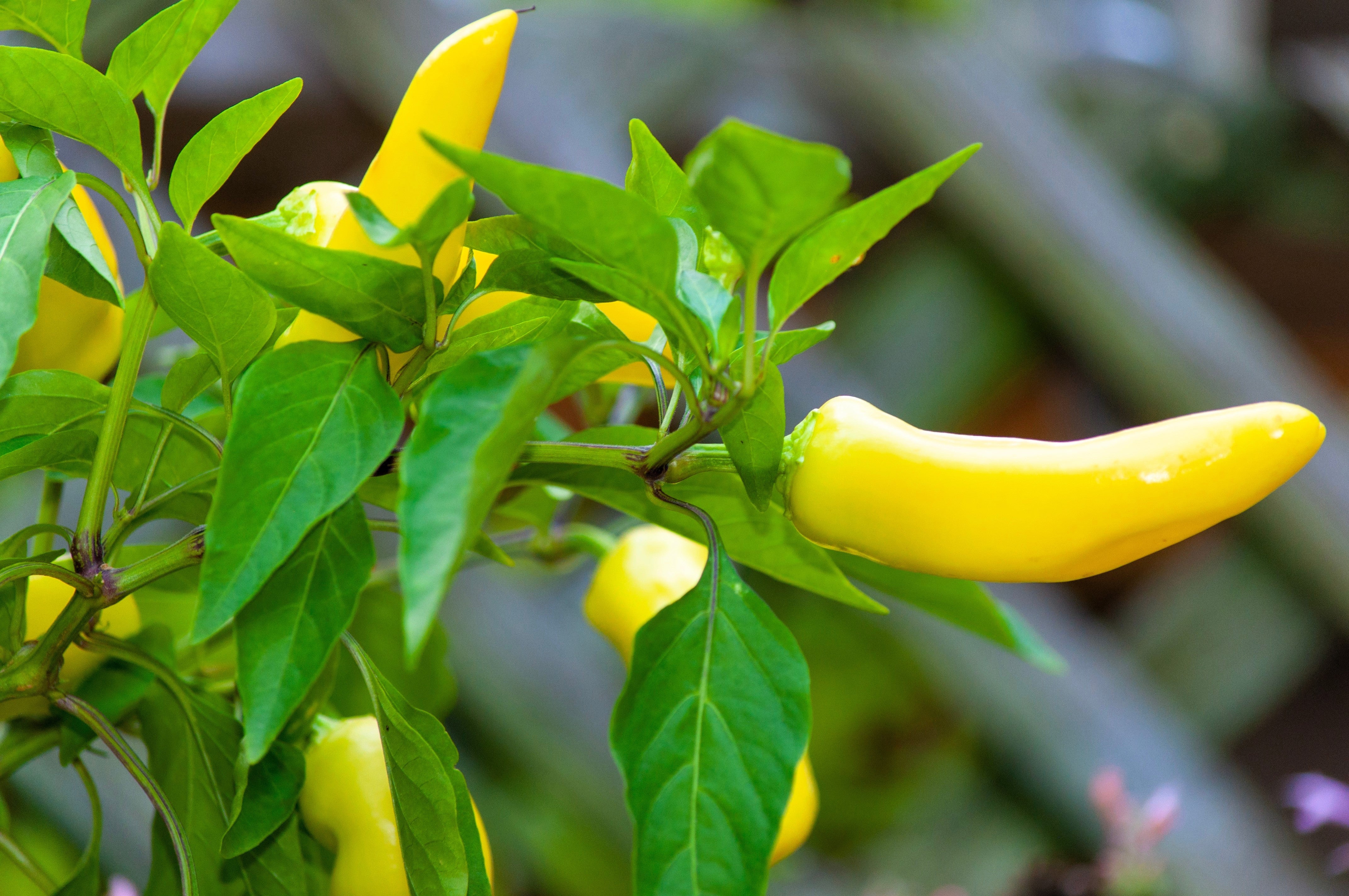 200 HEIRLOOM BANANA Pepper Sweet Yellow Hungarian Capsicum Annuum Vegetable Seed - Image 3