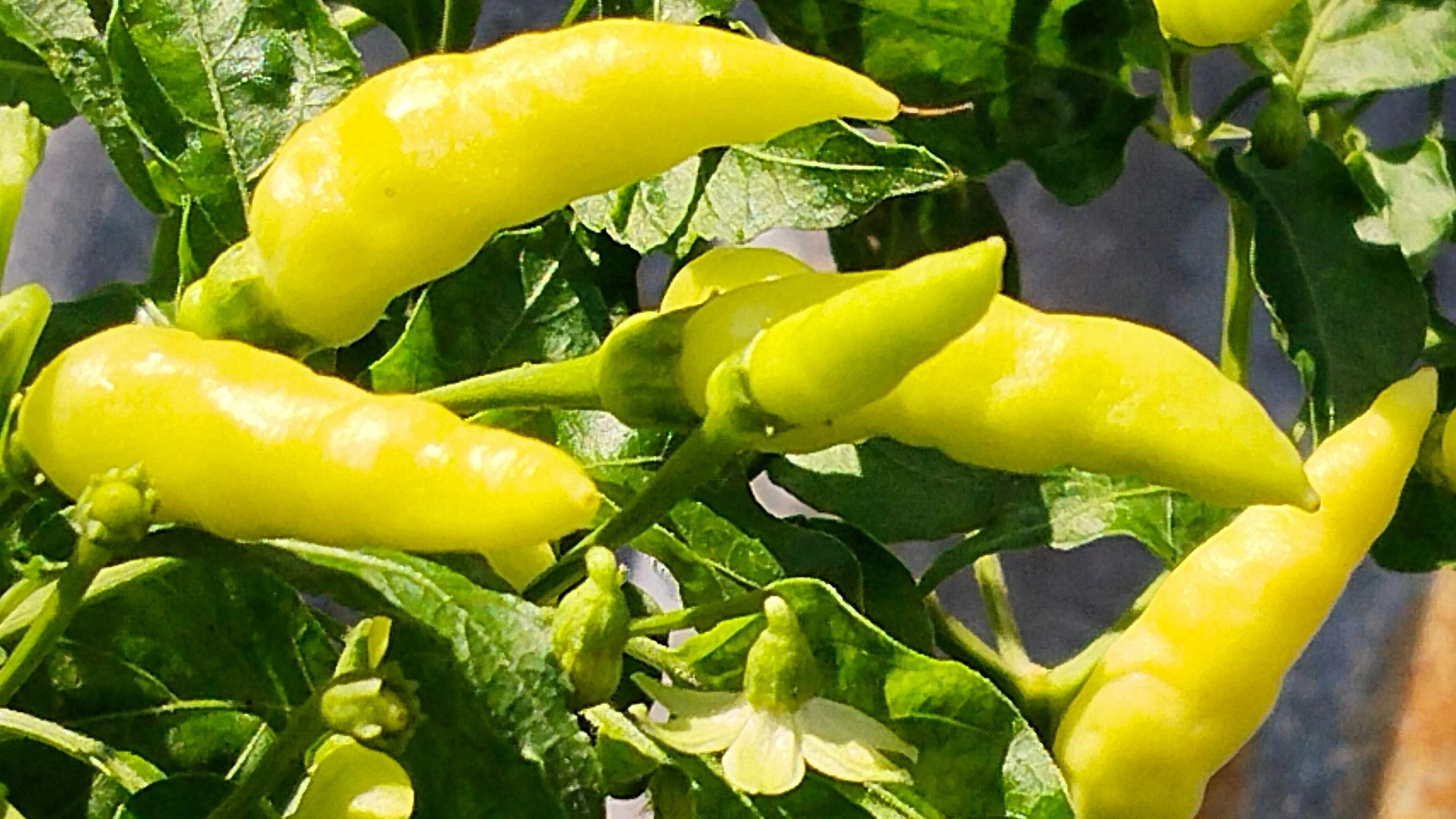 200 HEIRLOOM BANANA Pepper Sweet Yellow Hungarian Capsicum Annuum Vegetable Seed - Image 8