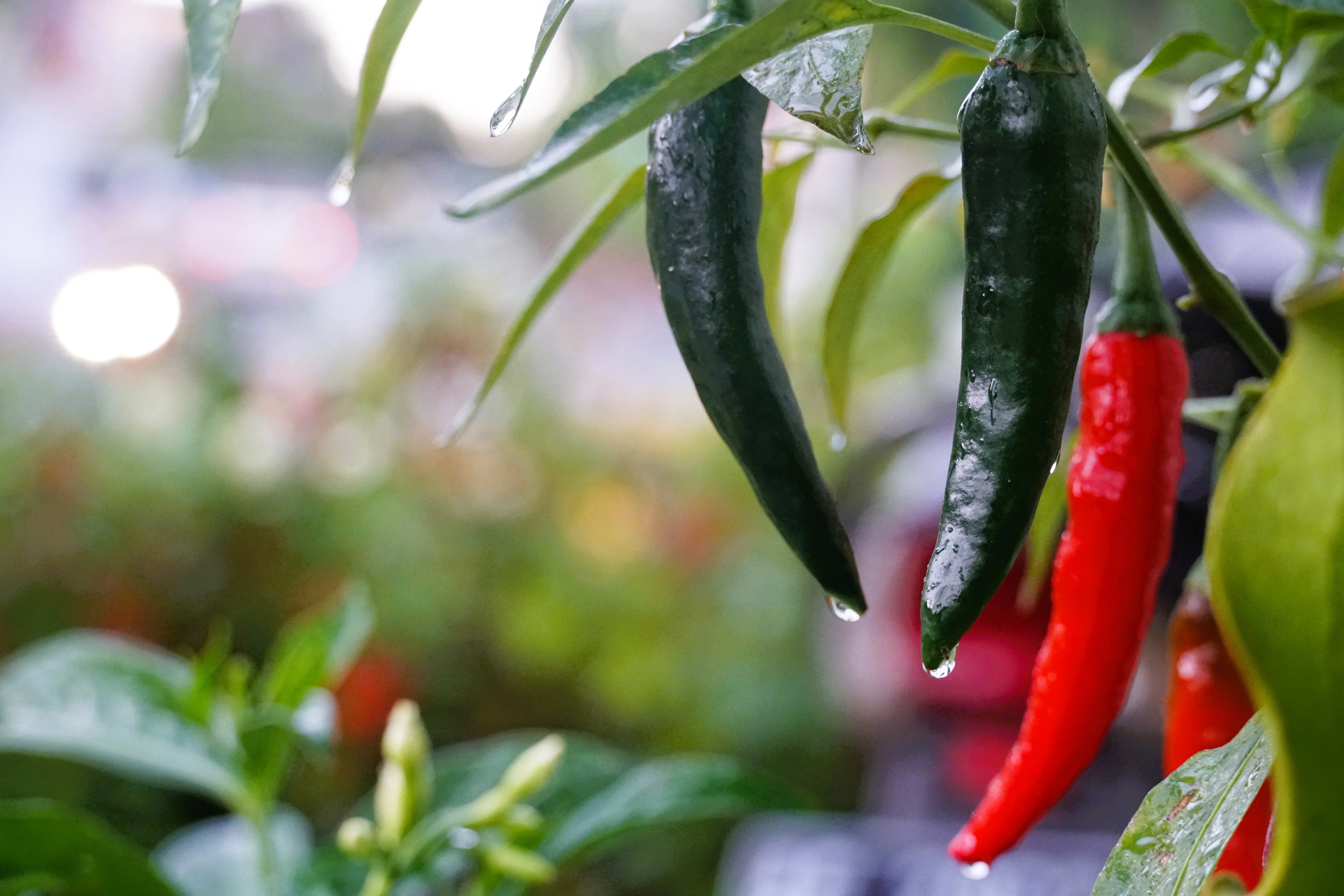 200 Hot SERRANO TAMPIQUENO PEPPER Mexican Chile Capsicum Annuum Vegetable Seeds - Image 2
