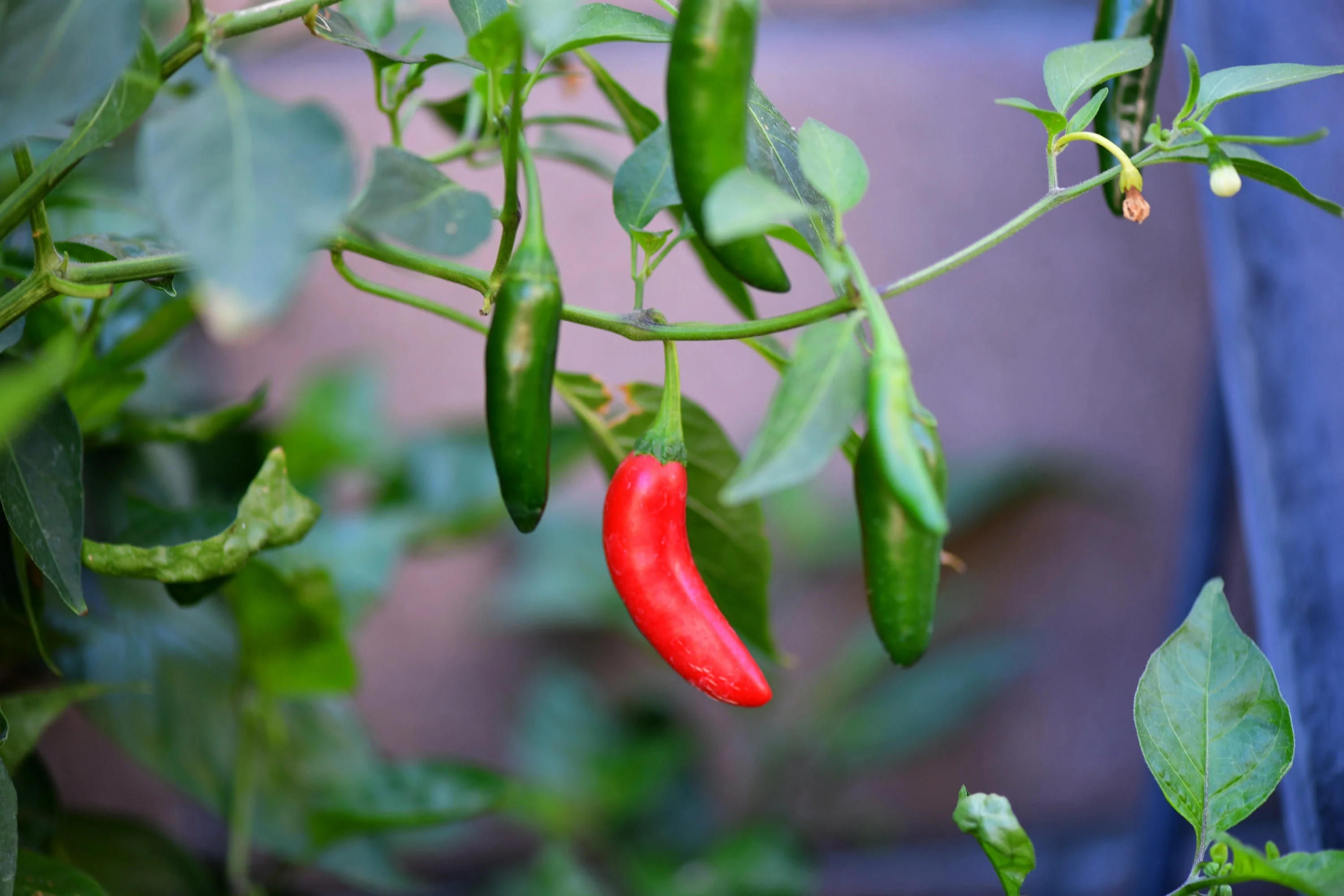 200 Hot SERRANO TAMPIQUENO PEPPER Mexican Chile Capsicum Annuum Vegetable Seeds - Image 6