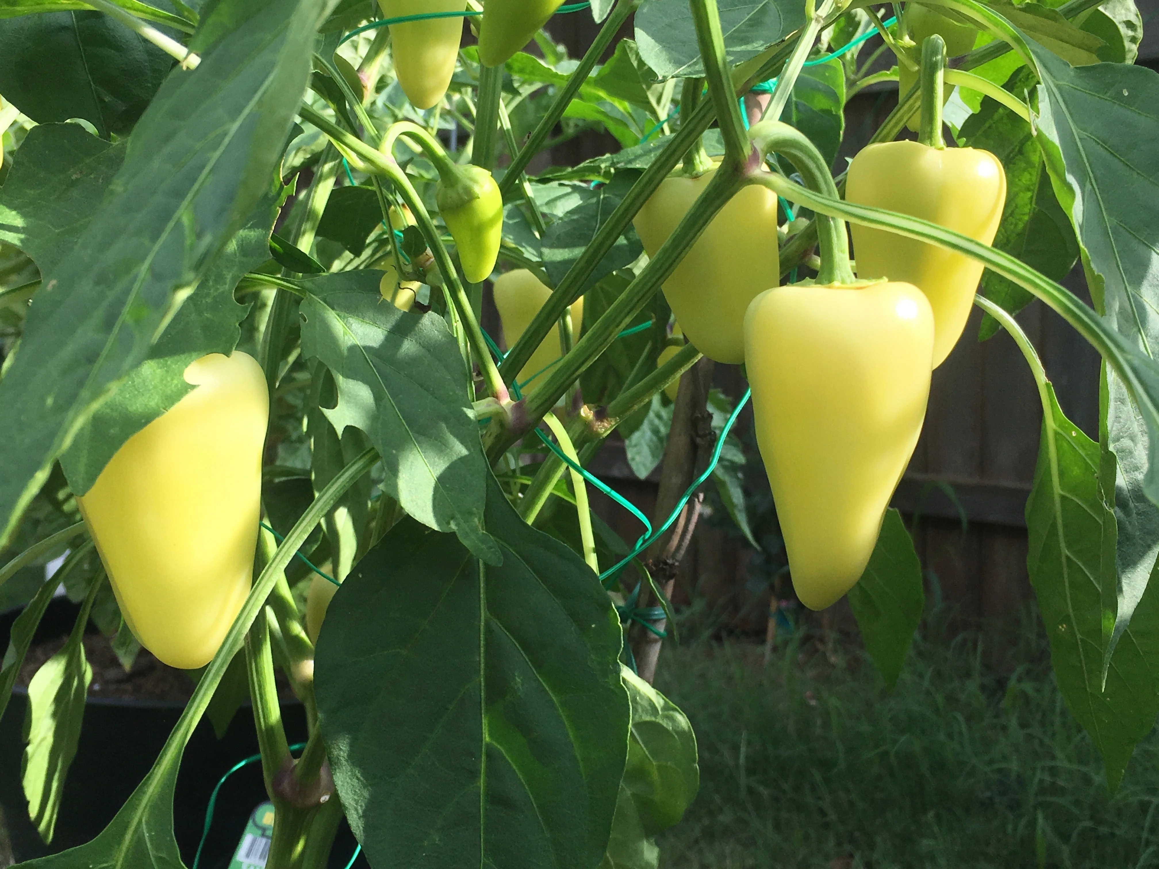200 SANTA Fe GRANDE PEPPER (Guero Chili Pepper / Yellow Hot Chili Pepper) Capsicum Annuum Vegetable Seeds - Image 4