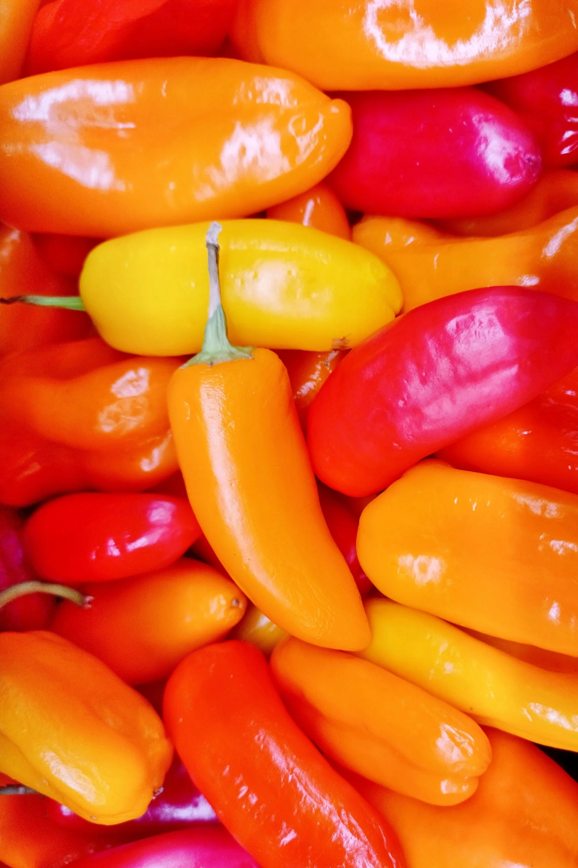 200 SANTA Fe GRANDE PEPPER (Guero Chili Pepper / Yellow Hot Chili Pepper) Capsicum Annuum Vegetable Seeds - Image 7