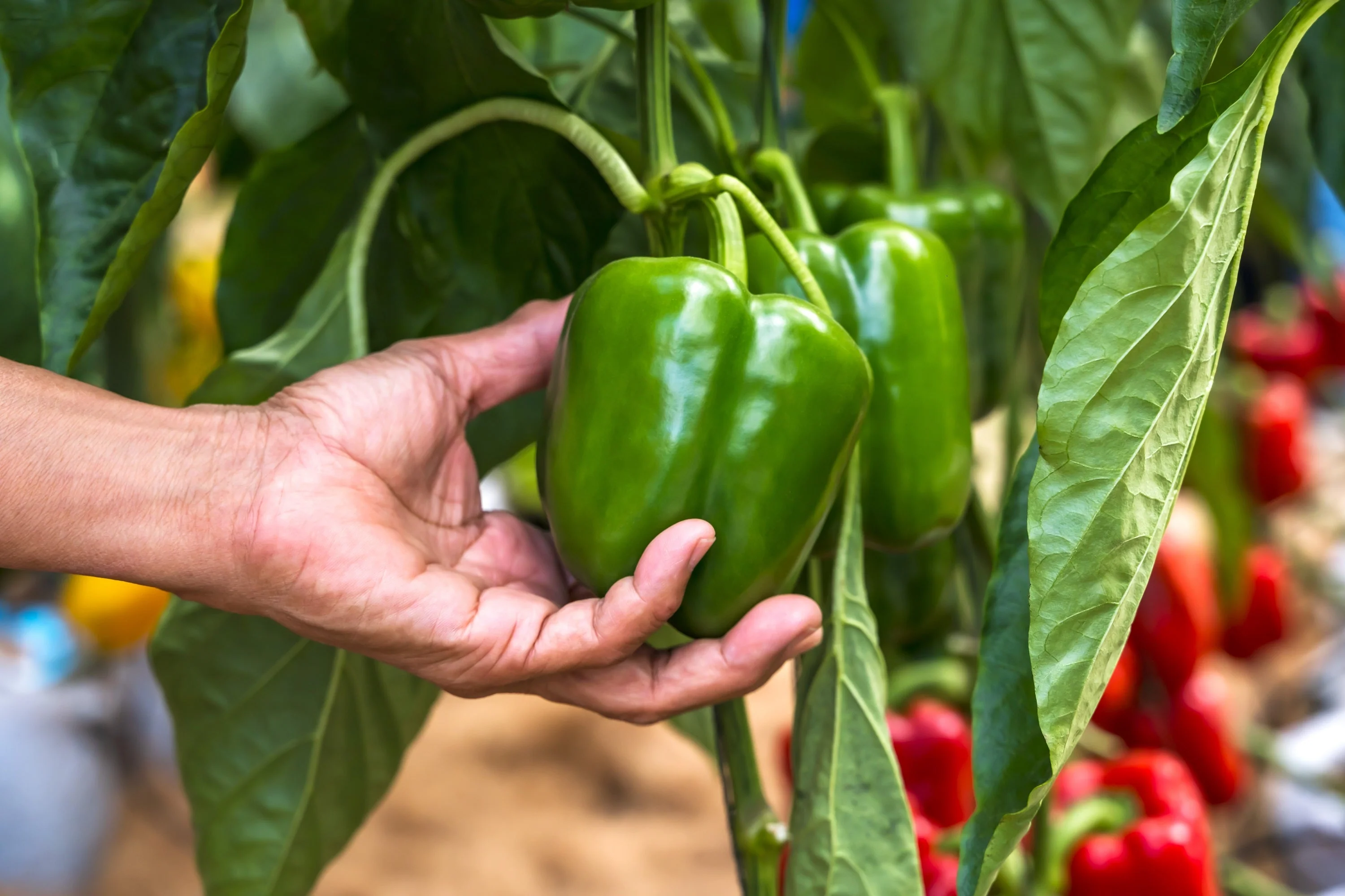 200 Sweet Green CALIFORNIA WONDER Bell PEPPER Capsicum Annuum Vegetable Seeds - Image 2