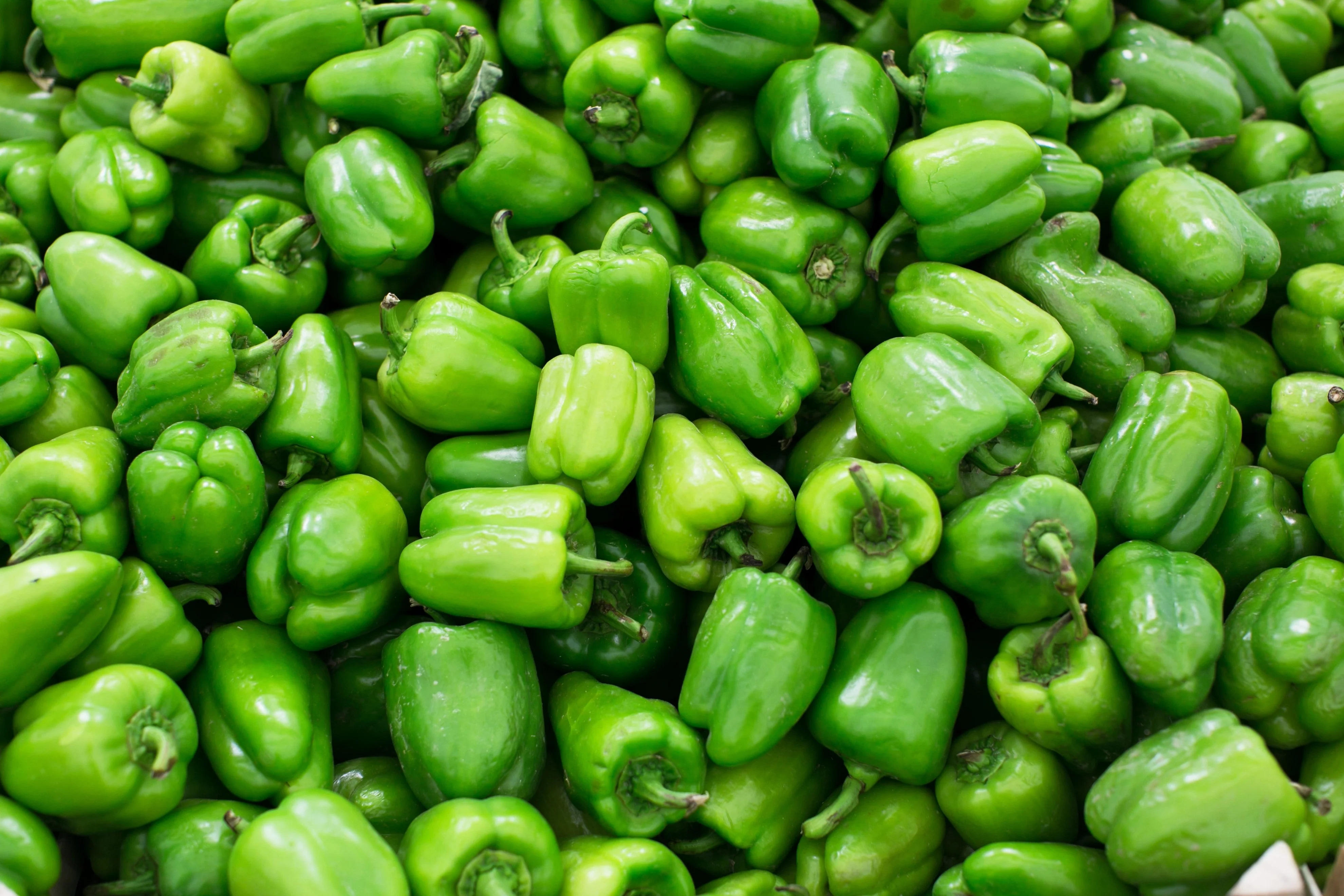 200 Sweet Green CALIFORNIA WONDER Bell PEPPER Capsicum Annuum Vegetable Seeds - Image 6