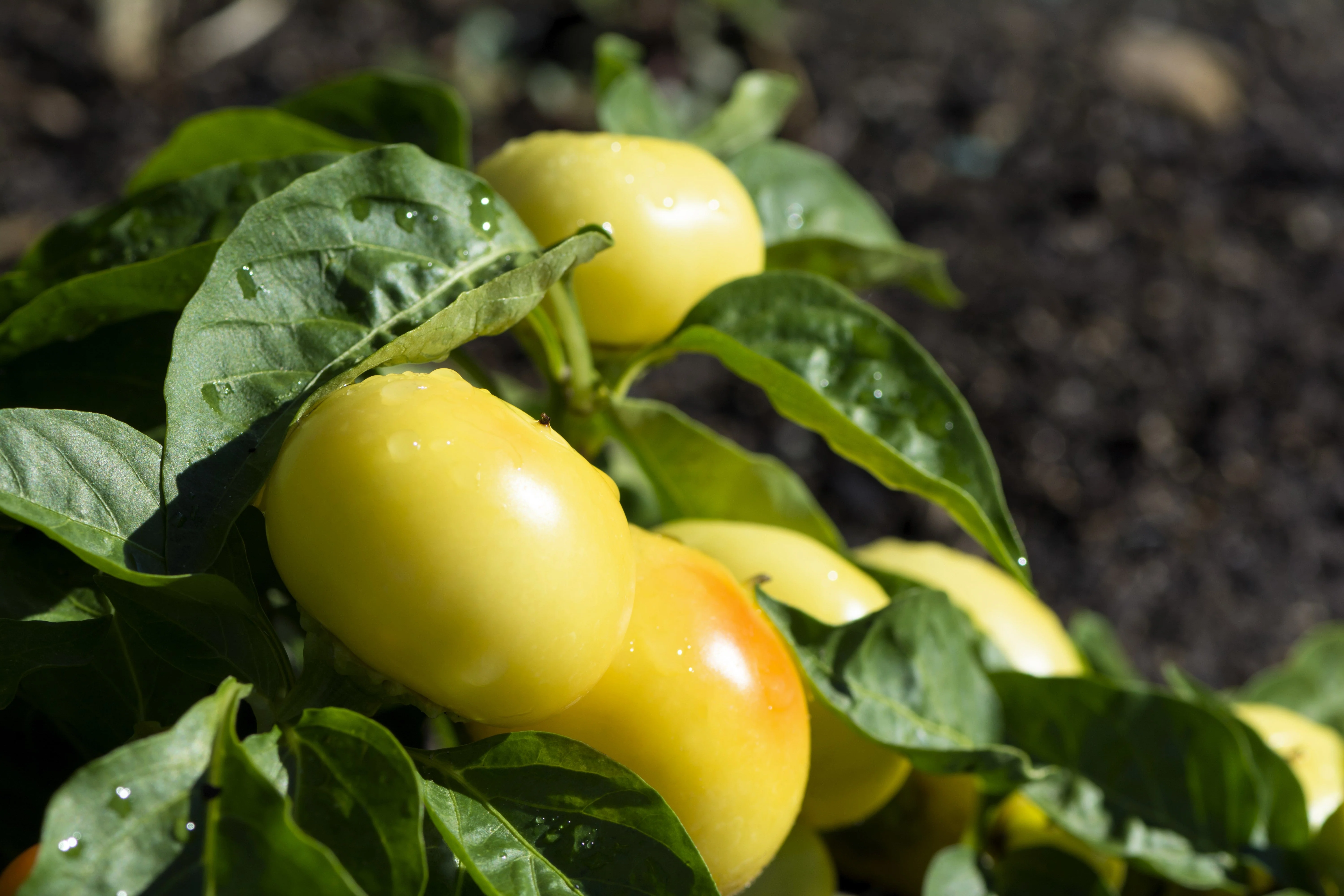 25 ALMA PAPRIKA PEPPER White Orange Red Hungarian Cherry Capsicum Annuum Seeds - Image 2