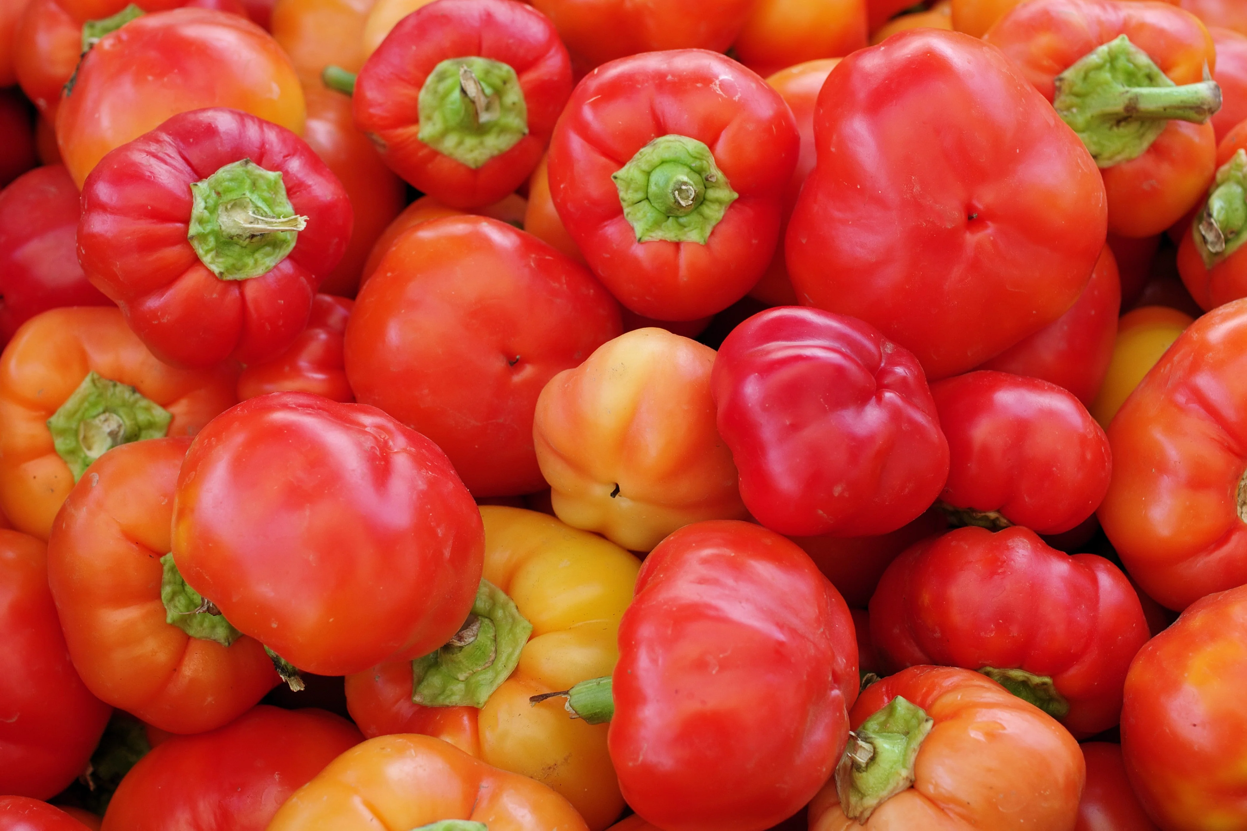 25 ALMA PAPRIKA PEPPER White Orange Red Hungarian Cherry Capsicum Annuum Seeds - Image 3