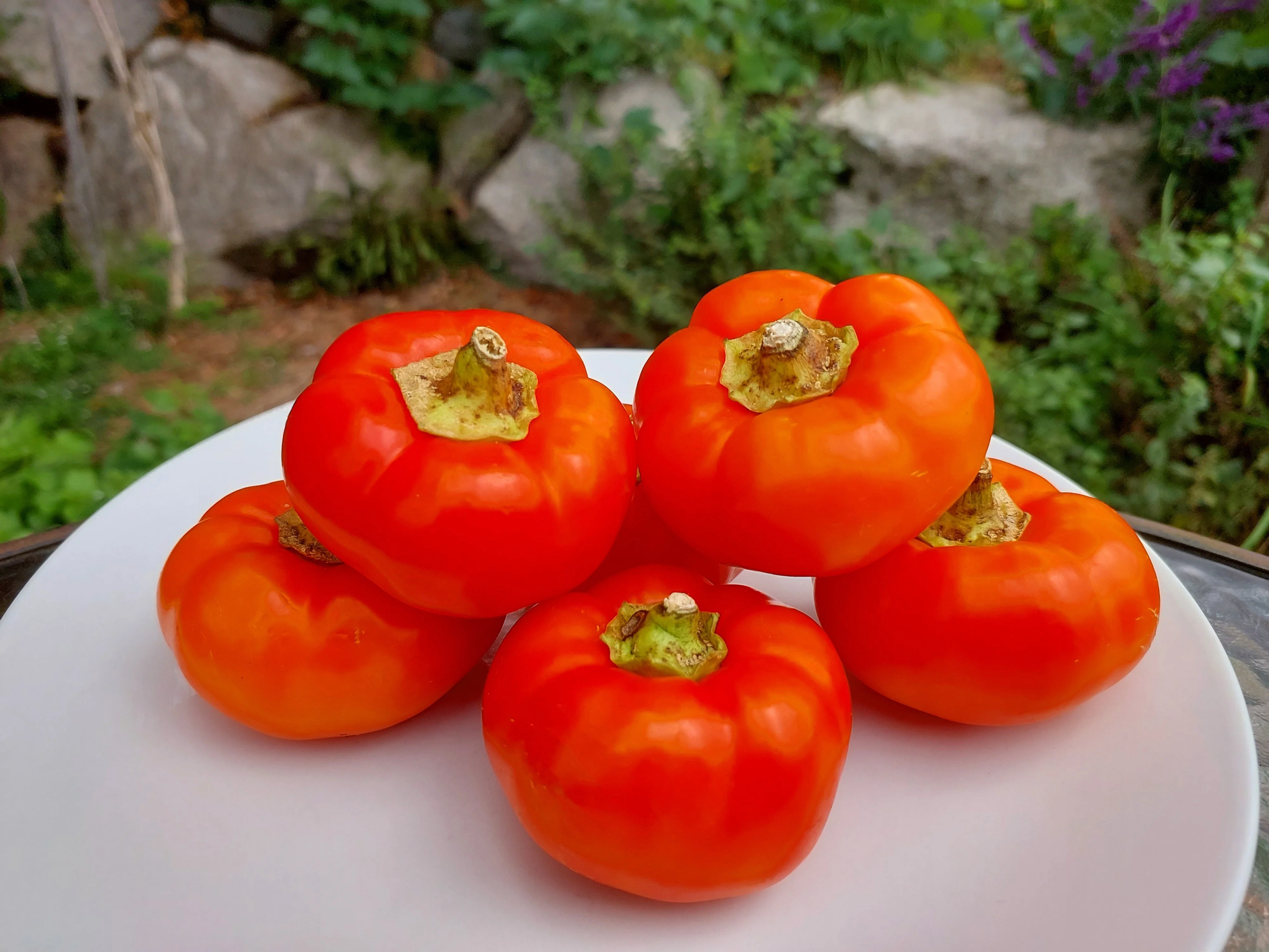 25 ALMA PAPRIKA PEPPER White Orange Red Hungarian Cherry Capsicum Annuum Seeds - Image 4