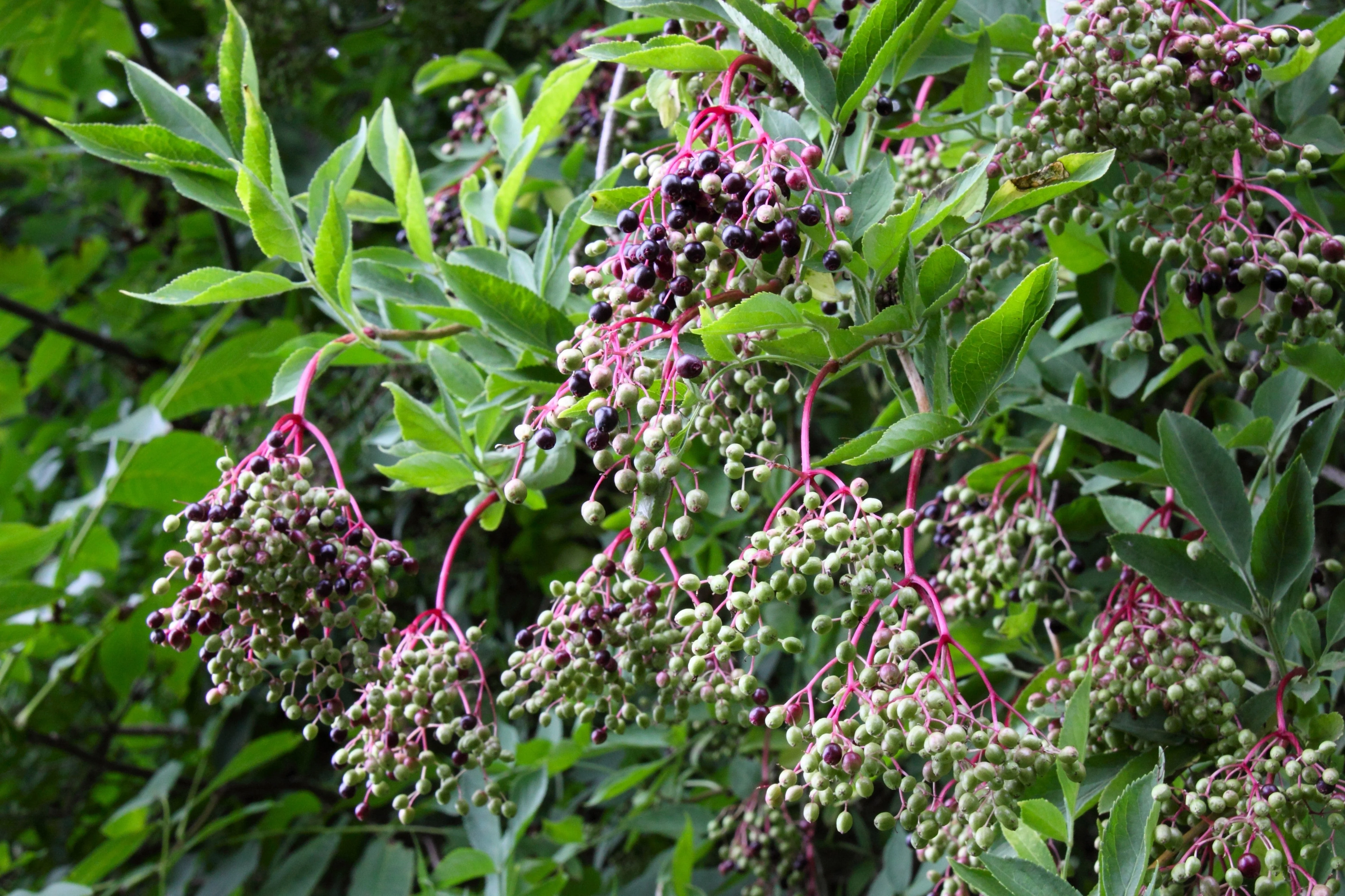 25 American ELDERBERRY FRUIT BUSH Shrub Tree Sambucus Nigra Seeds - Image 10