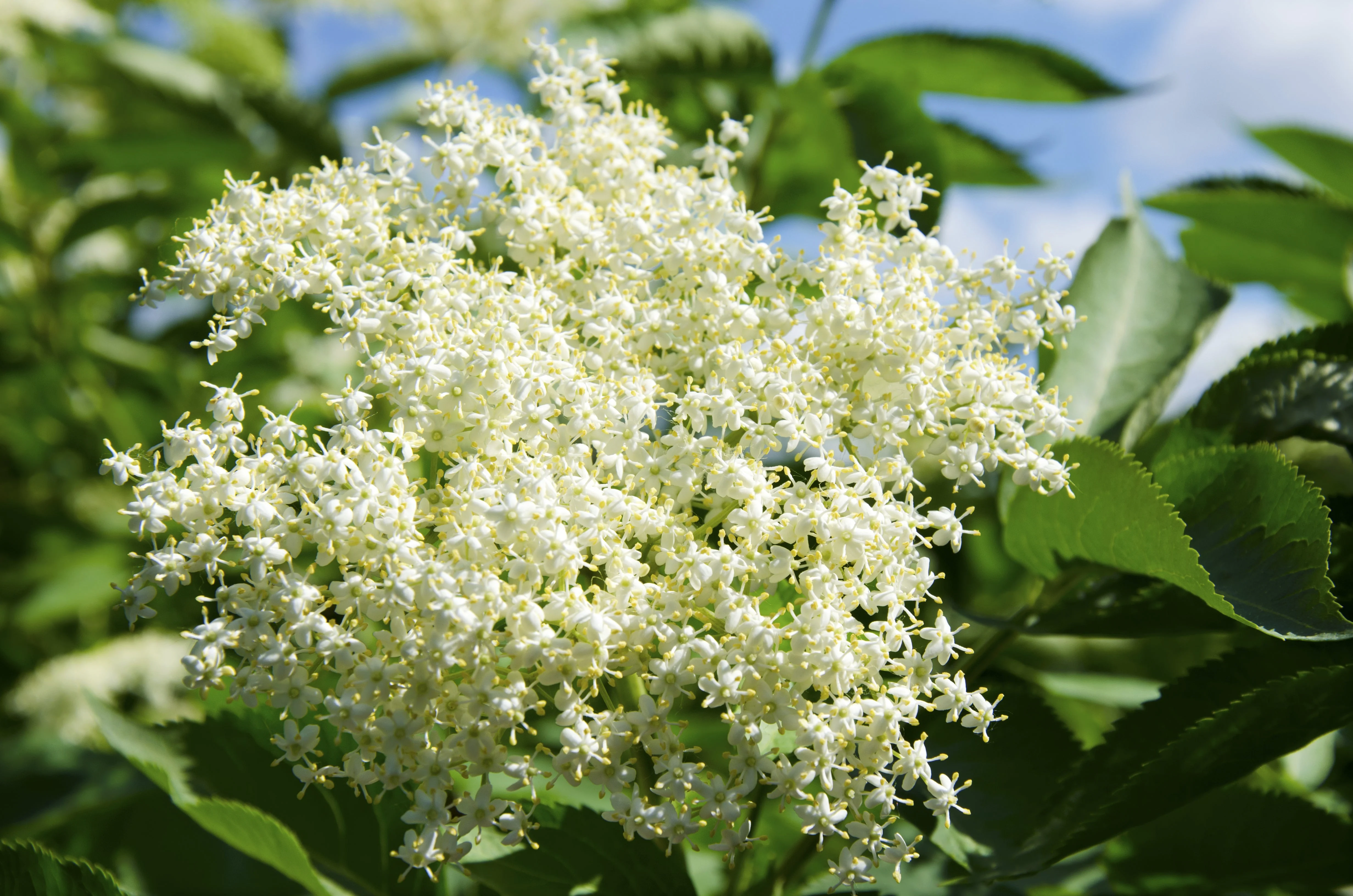 25 American ELDERBERRY FRUIT BUSH Shrub Tree Sambucus Nigra Seeds - Image 11