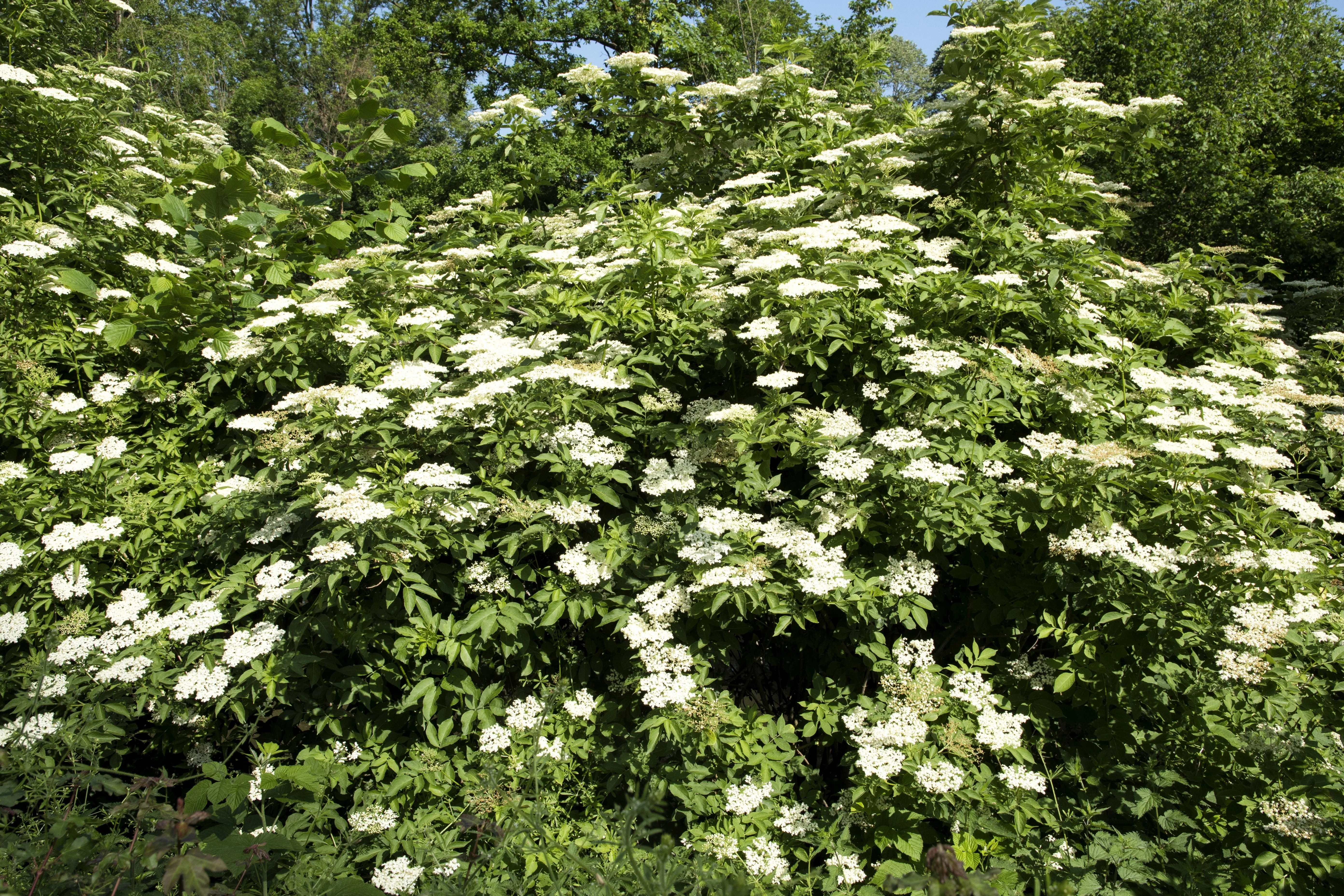 25 American ELDERBERRY FRUIT BUSH Shrub Tree Sambucus Nigra Seeds - Image 12