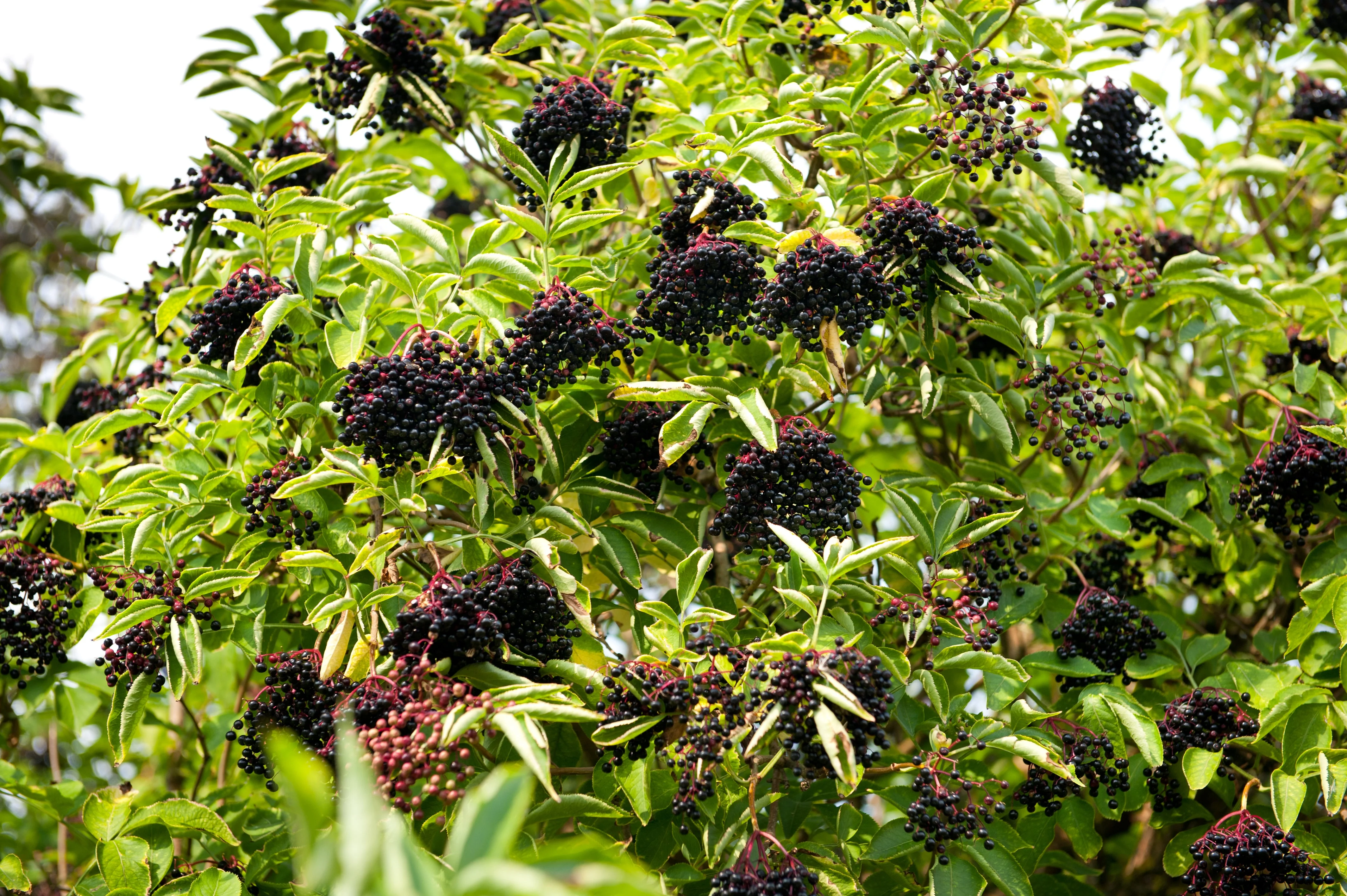 25 American ELDERBERRY FRUIT BUSH Shrub Tree Sambucus Nigra Seeds - Image 2