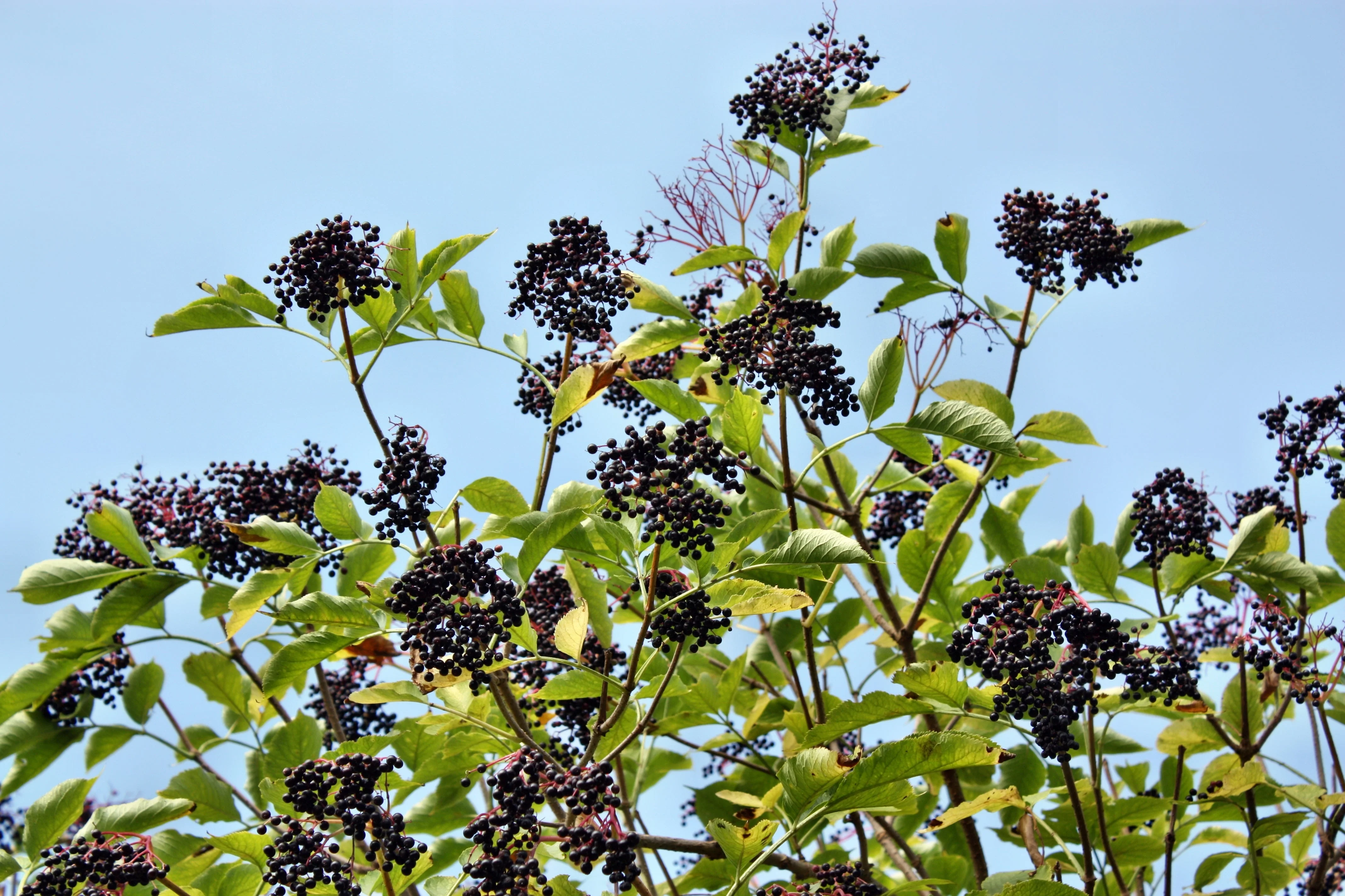 25 American ELDERBERRY FRUIT BUSH Shrub Tree Sambucus Nigra Seeds - Image 3