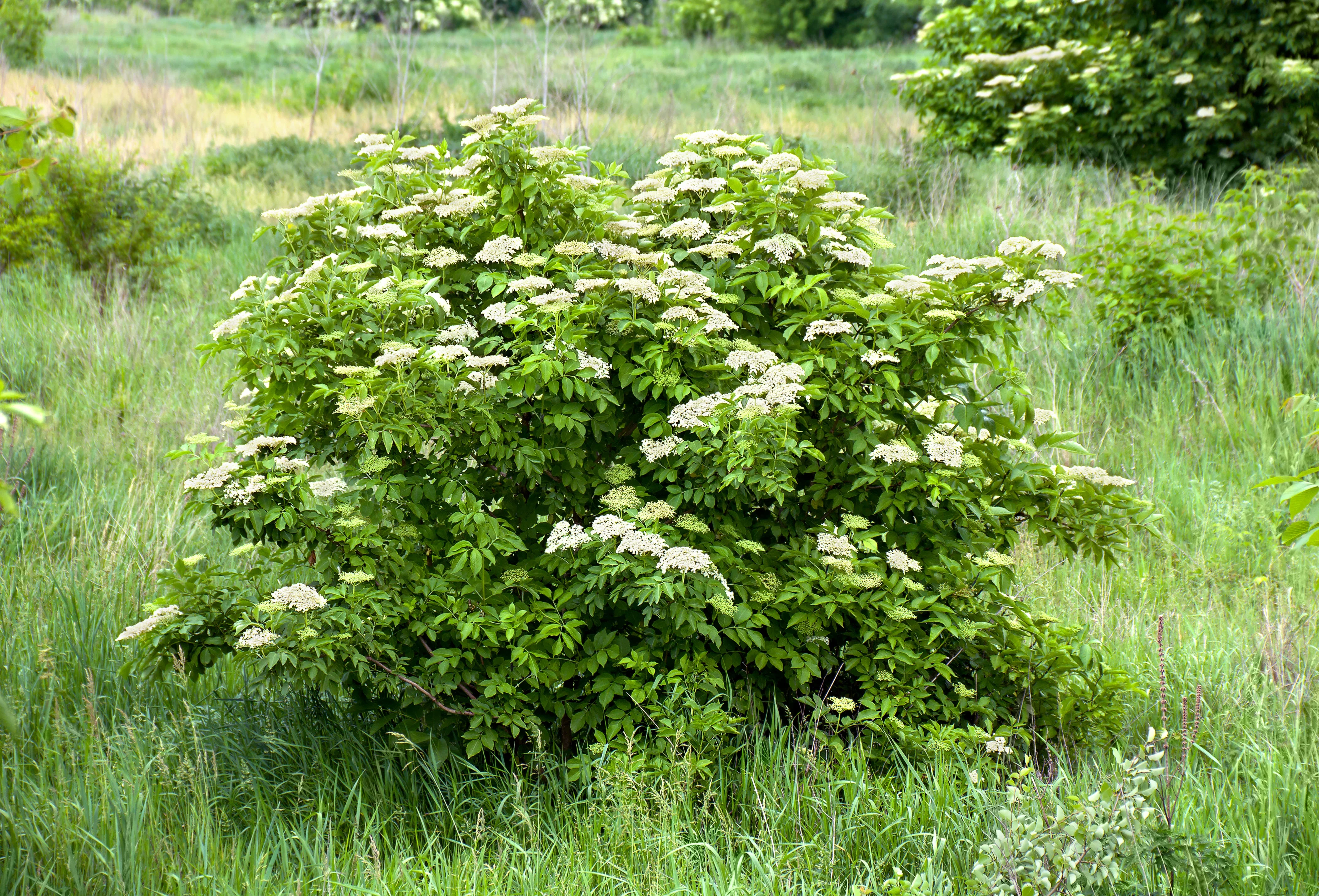25 American ELDERBERRY FRUIT BUSH Shrub Tree Sambucus Nigra Seeds - Image 4