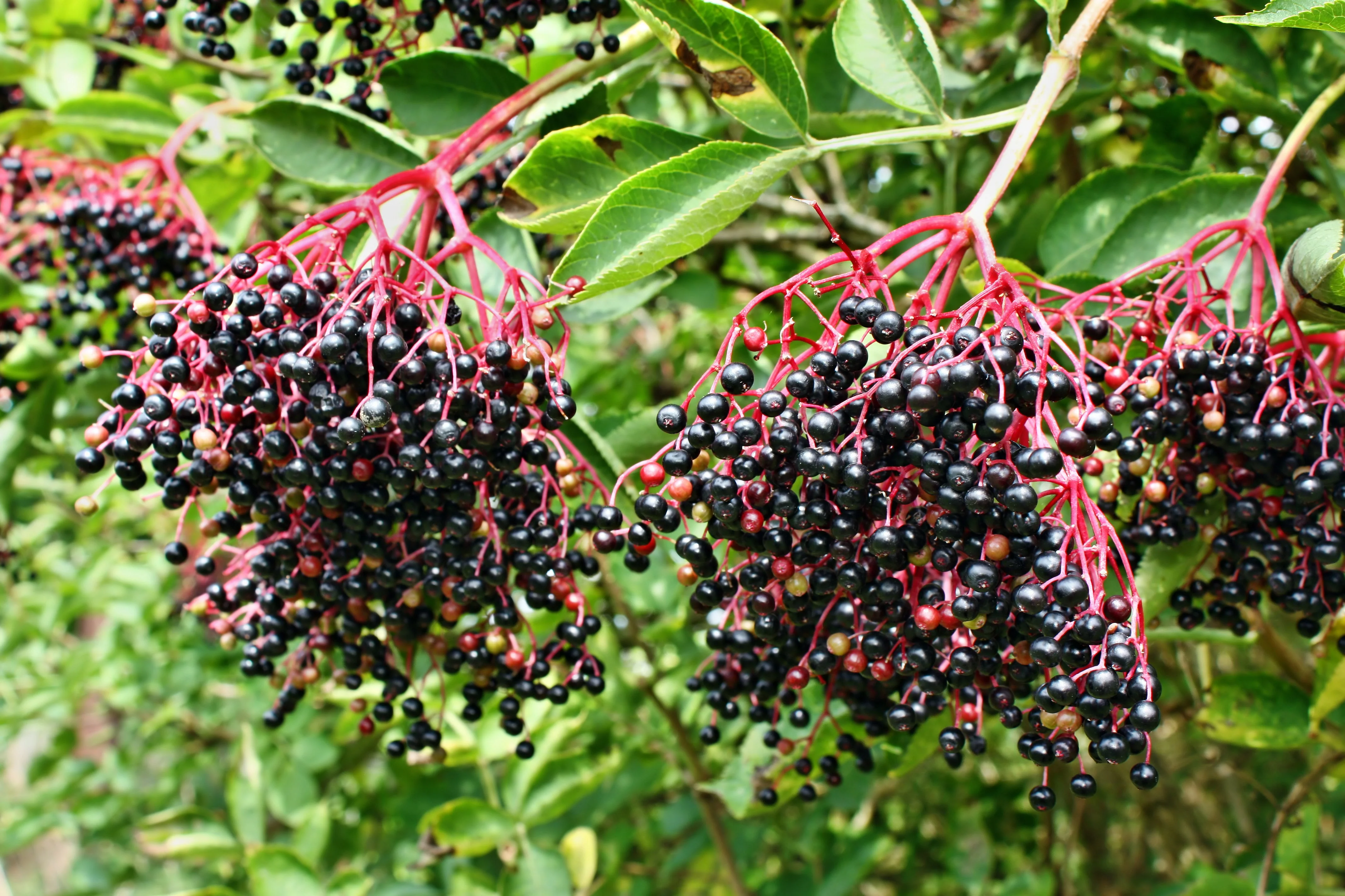 25 American ELDERBERRY FRUIT BUSH Shrub Tree Sambucus Nigra Seeds - Image 6