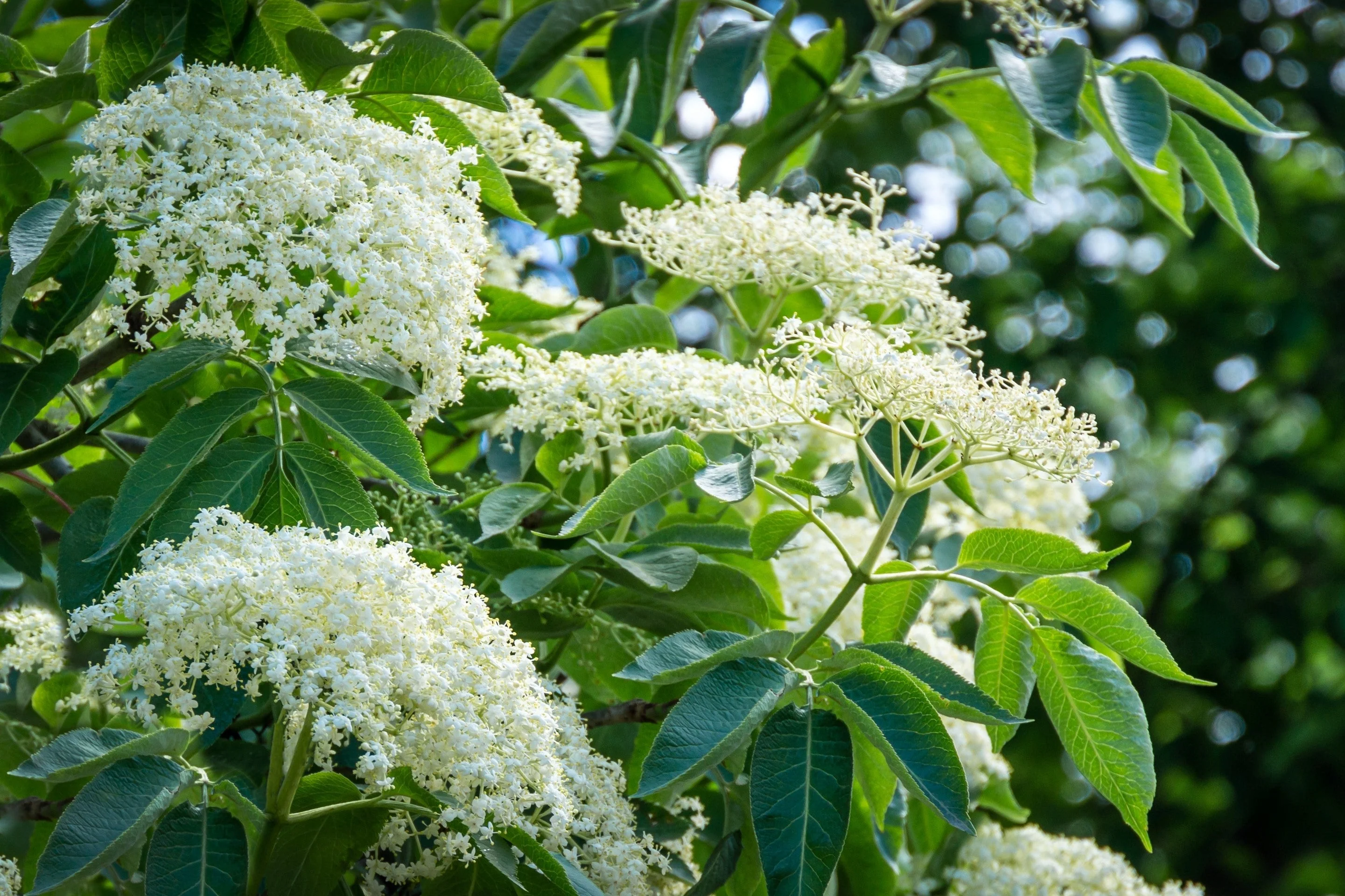25 American ELDERBERRY FRUIT BUSH Shrub Tree Sambucus Nigra Seeds - Image 7