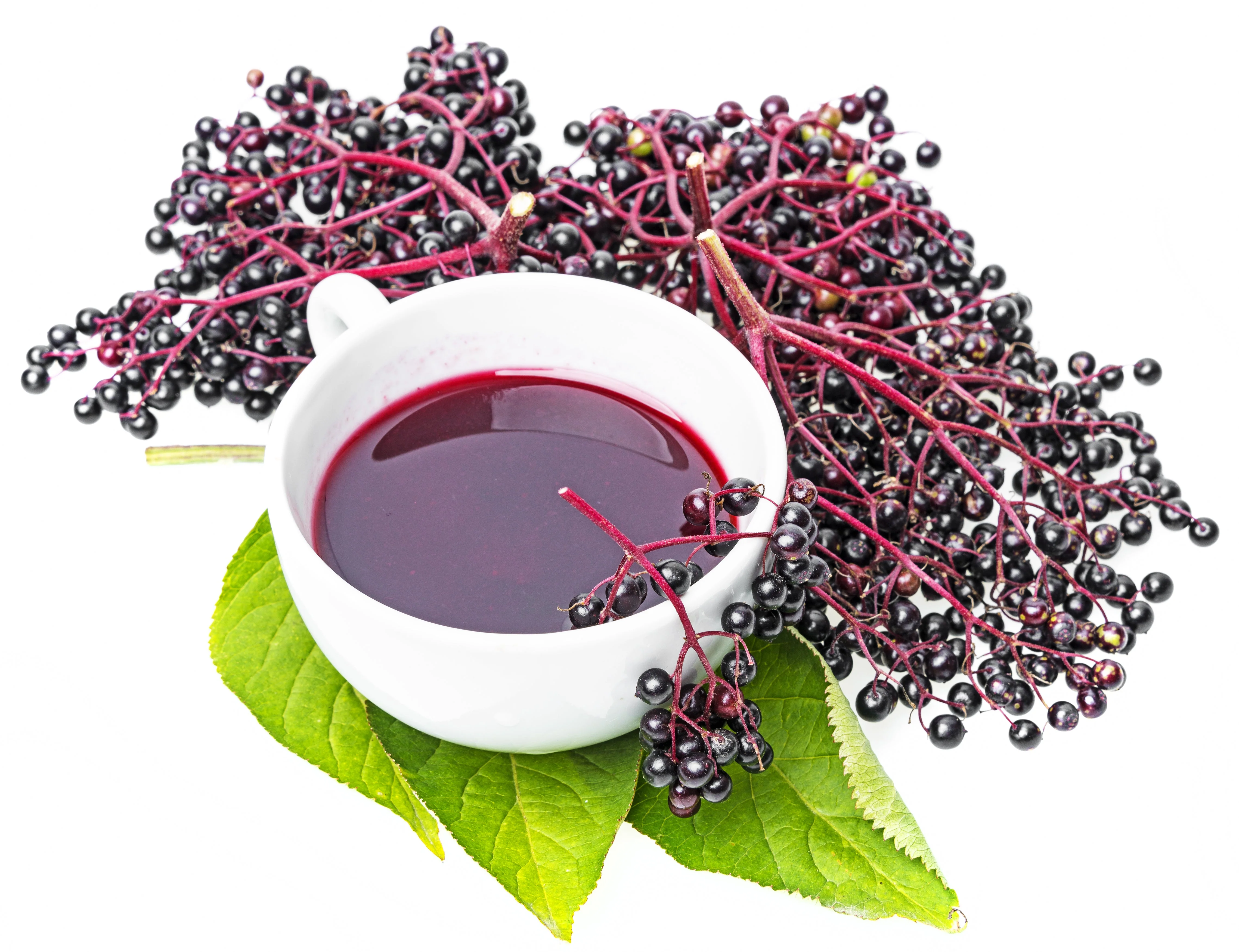 25 American ELDERBERRY FRUIT BUSH Shrub Tree Sambucus Nigra Seeds - Image 8