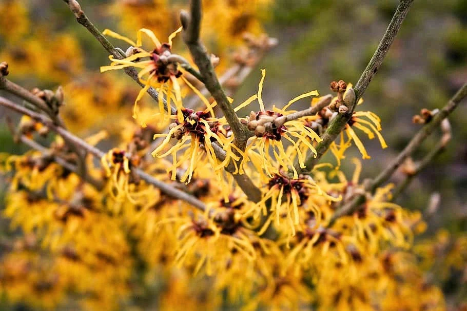 25 American WITCH HAZEL Hamamelis Virginiana Alder Shrub Tree Yellow Flower Seeds - Image 2