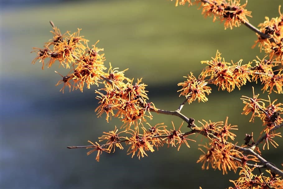 25 American WITCH HAZEL Hamamelis Virginiana Alder Shrub Tree Yellow Flower Seeds - Image 3