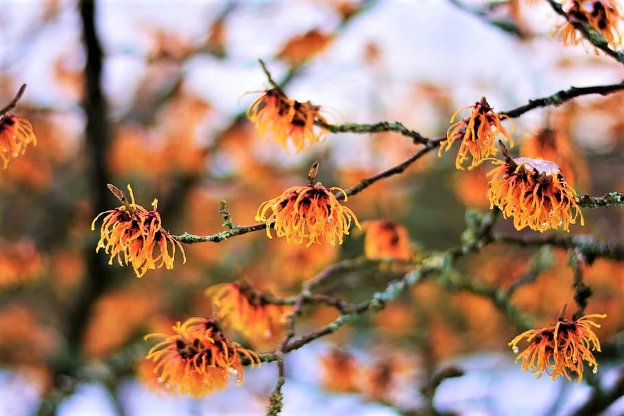 25 American WITCH HAZEL Hamamelis Virginiana Alder Shrub Tree Yellow Flower Seeds - Image 4