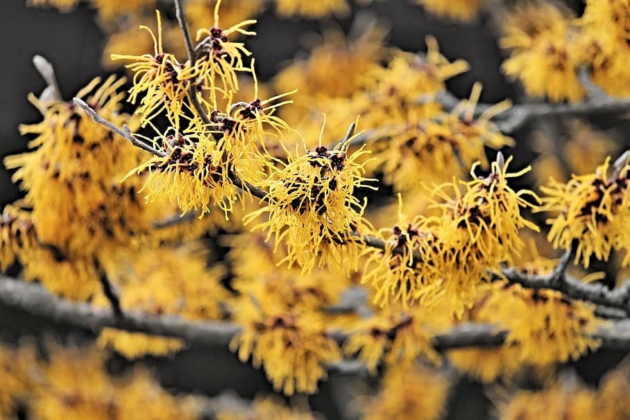 25 American WITCH HAZEL Hamamelis Virginiana Alder Shrub Tree Yellow Flower Seeds - Image 5