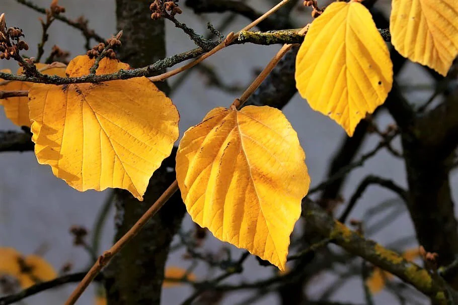 25 American WITCH HAZEL Hamamelis Virginiana Alder Shrub Tree Yellow Flower Seeds - Image 7