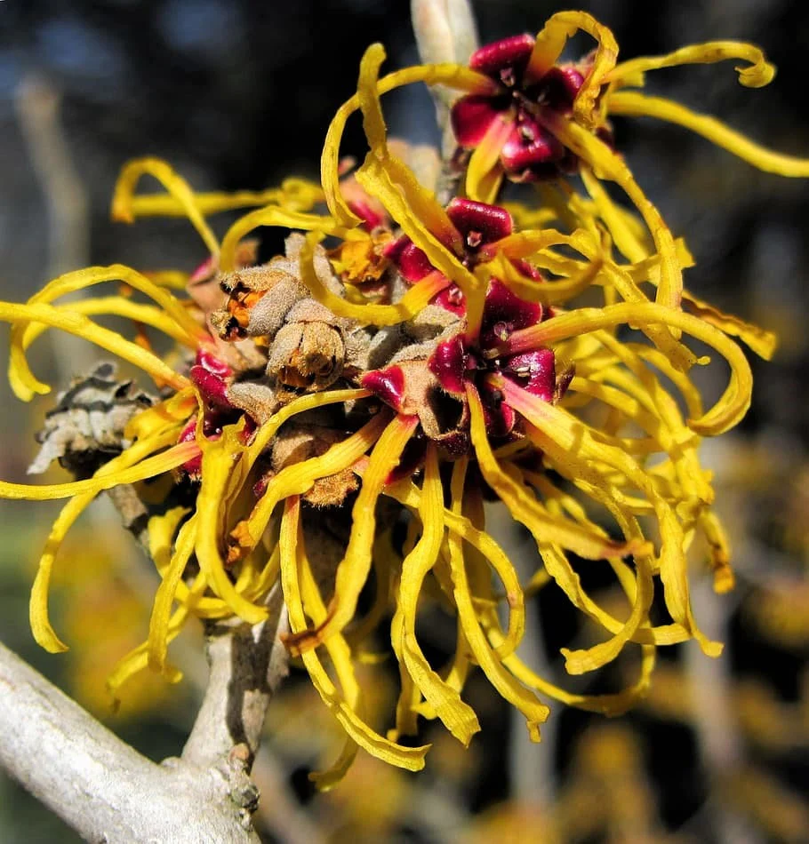 25 American WITCH HAZEL Hamamelis Virginiana Alder Shrub Tree Yellow Flower Seeds - Image 8