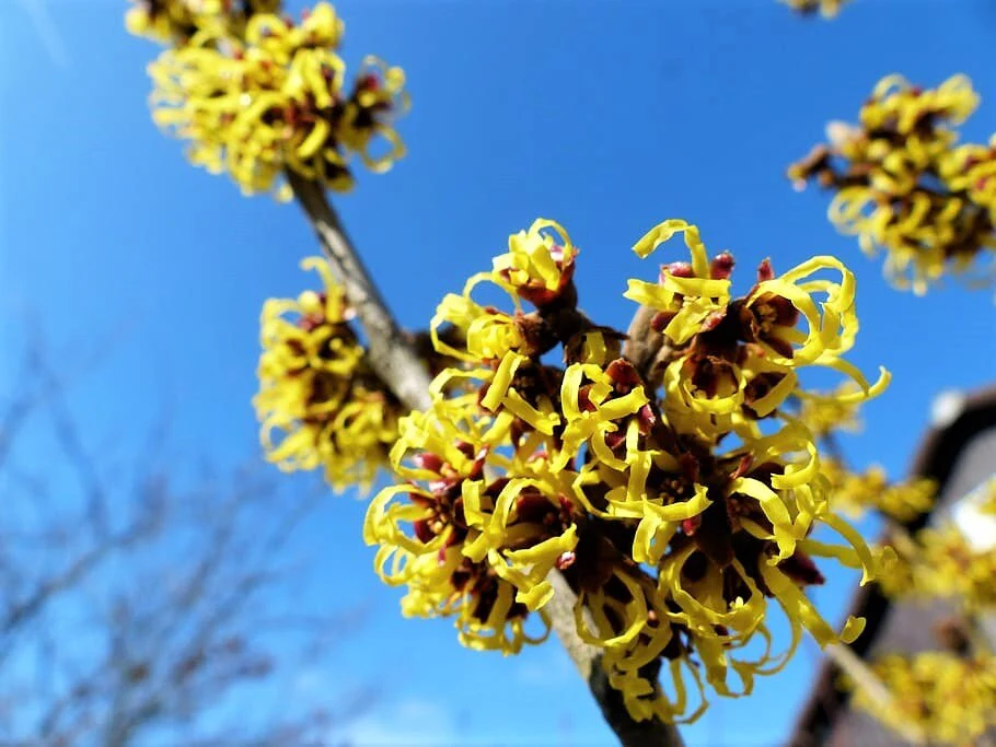 25 American WITCH HAZEL Hamamelis Virginiana Alder Shrub Tree Yellow Flower Seeds - Image 9