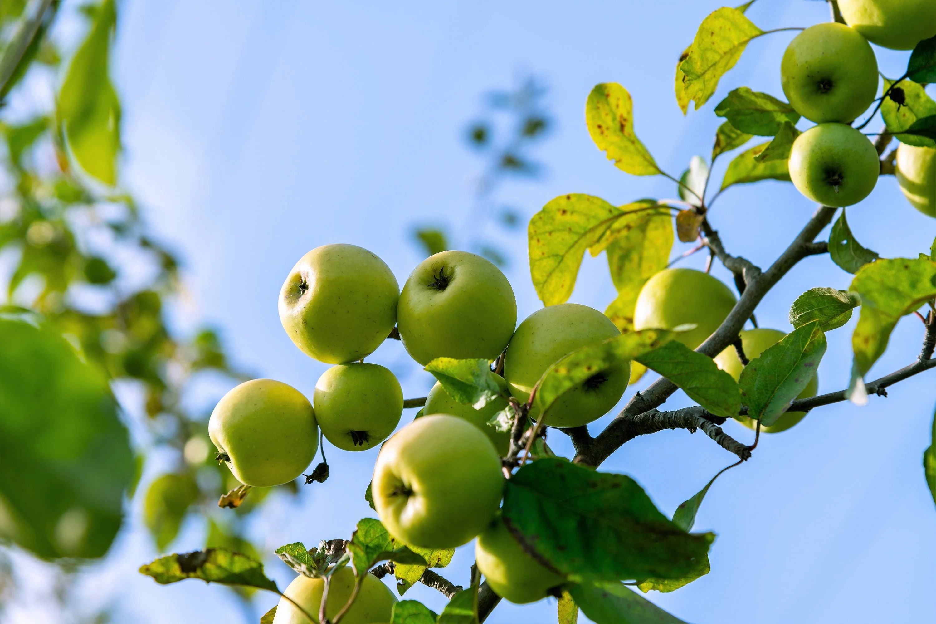 25 ANTONOVKA APPLE TREE Malus Pumila var. Antonovka Yellow Green Fruit Pink White Flower Seeds - Image 2