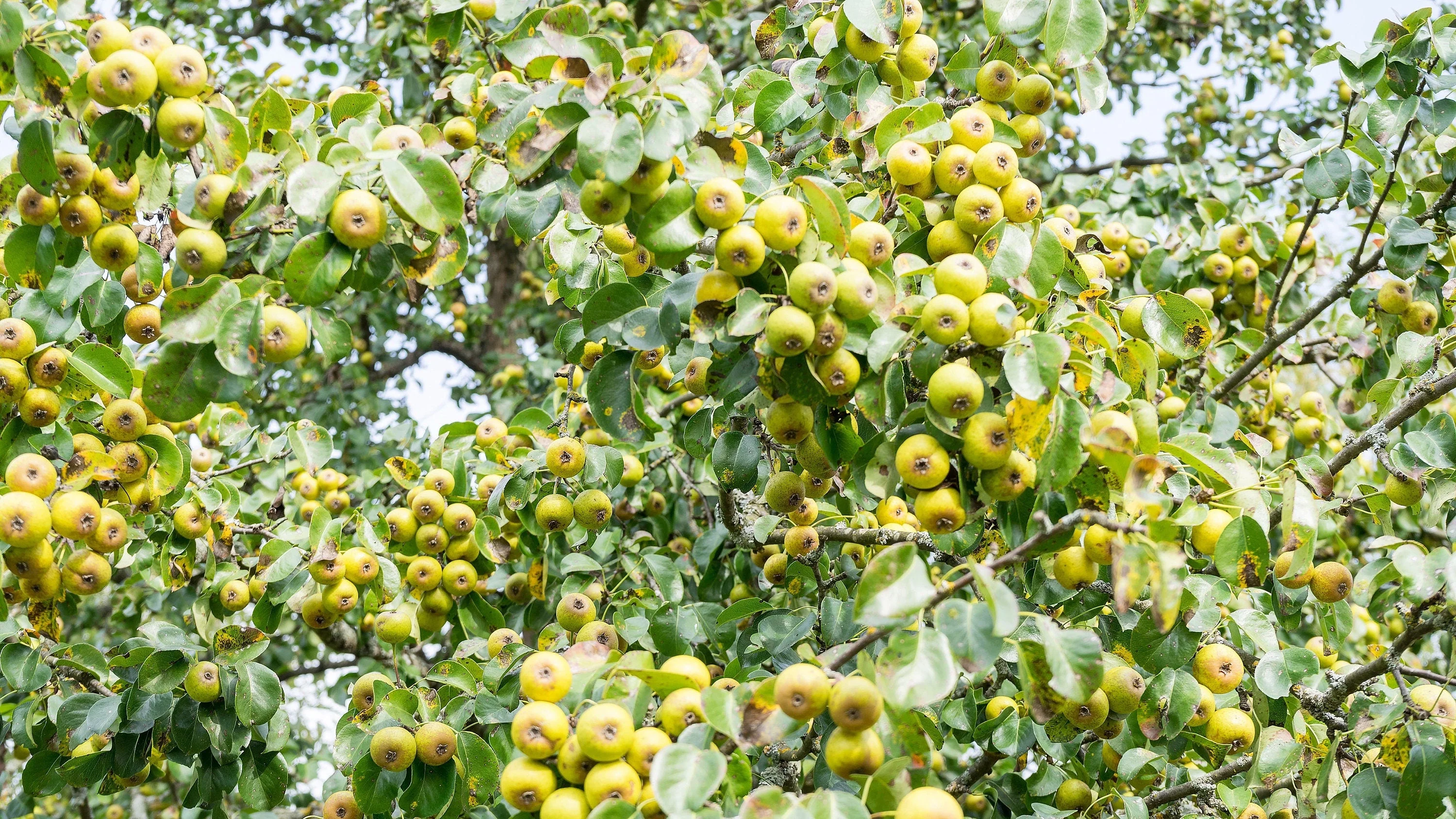 25 ANTONOVKA APPLE TREE Malus Pumila var. Antonovka Yellow Green Fruit Pink White Flower Seeds - Image 3