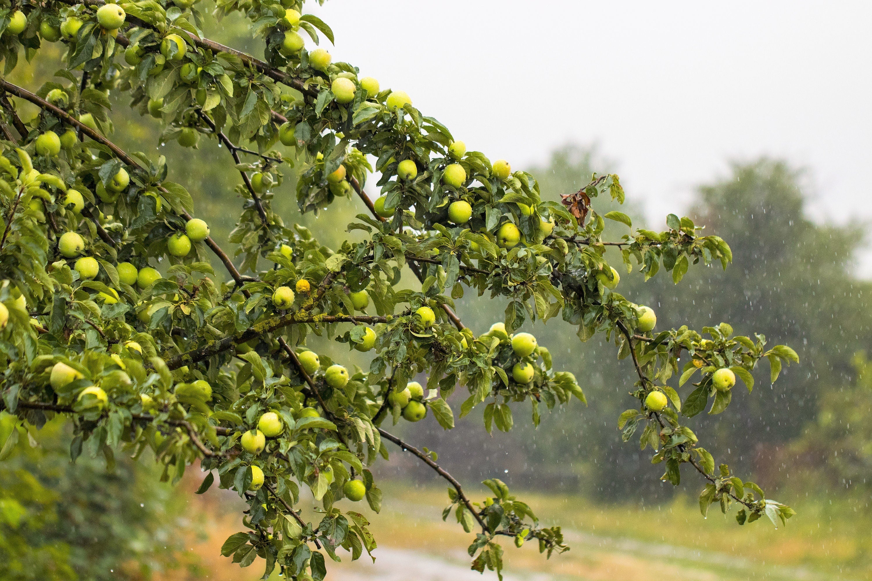 25 ANTONOVKA APPLE TREE Malus Pumila var. Antonovka Yellow Green Fruit Pink White Flower Seeds - Image 4