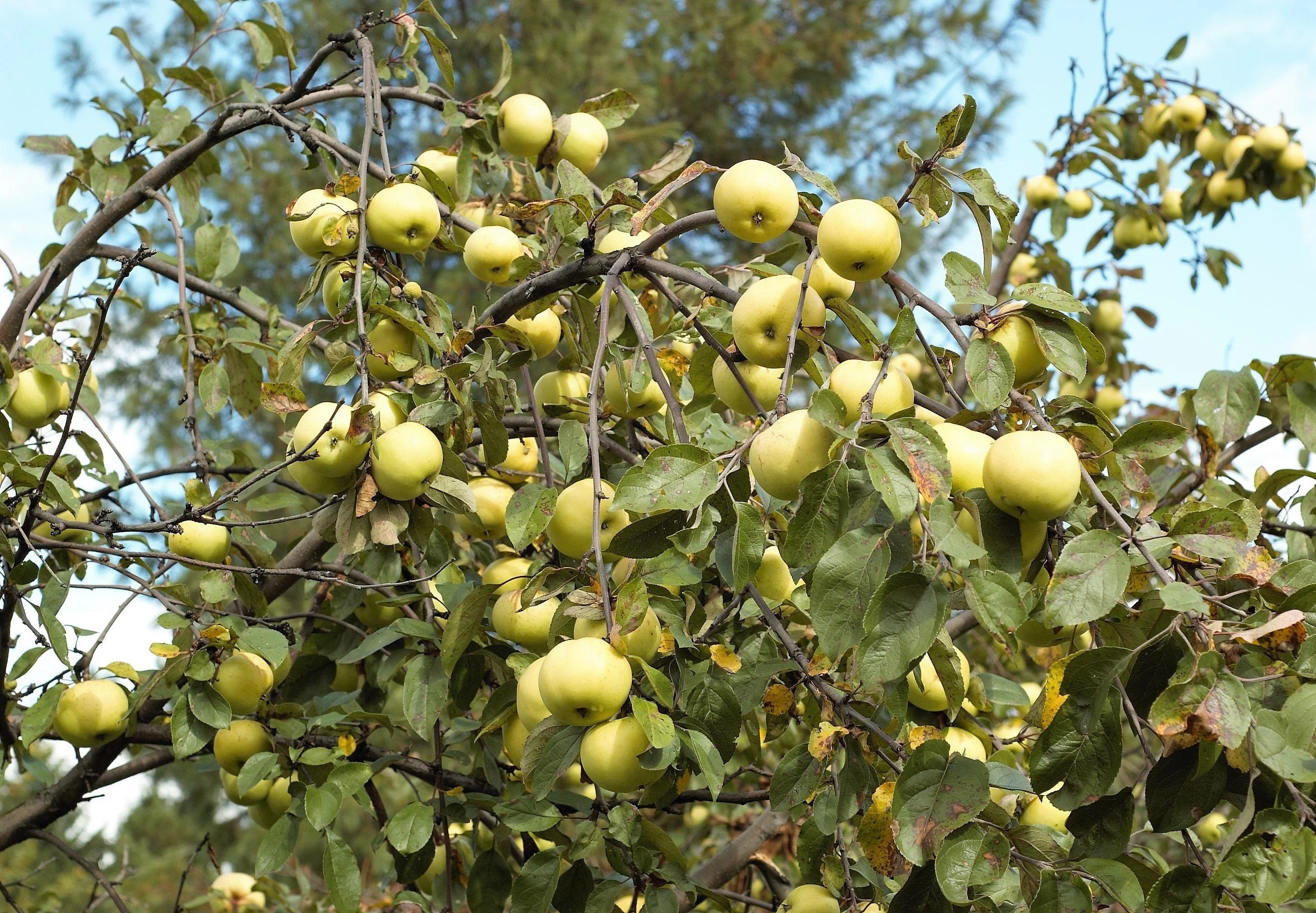 25 ANTONOVKA APPLE TREE Malus Pumila var. Antonovka Yellow Green Fruit Pink White Flower Seeds - Image 5