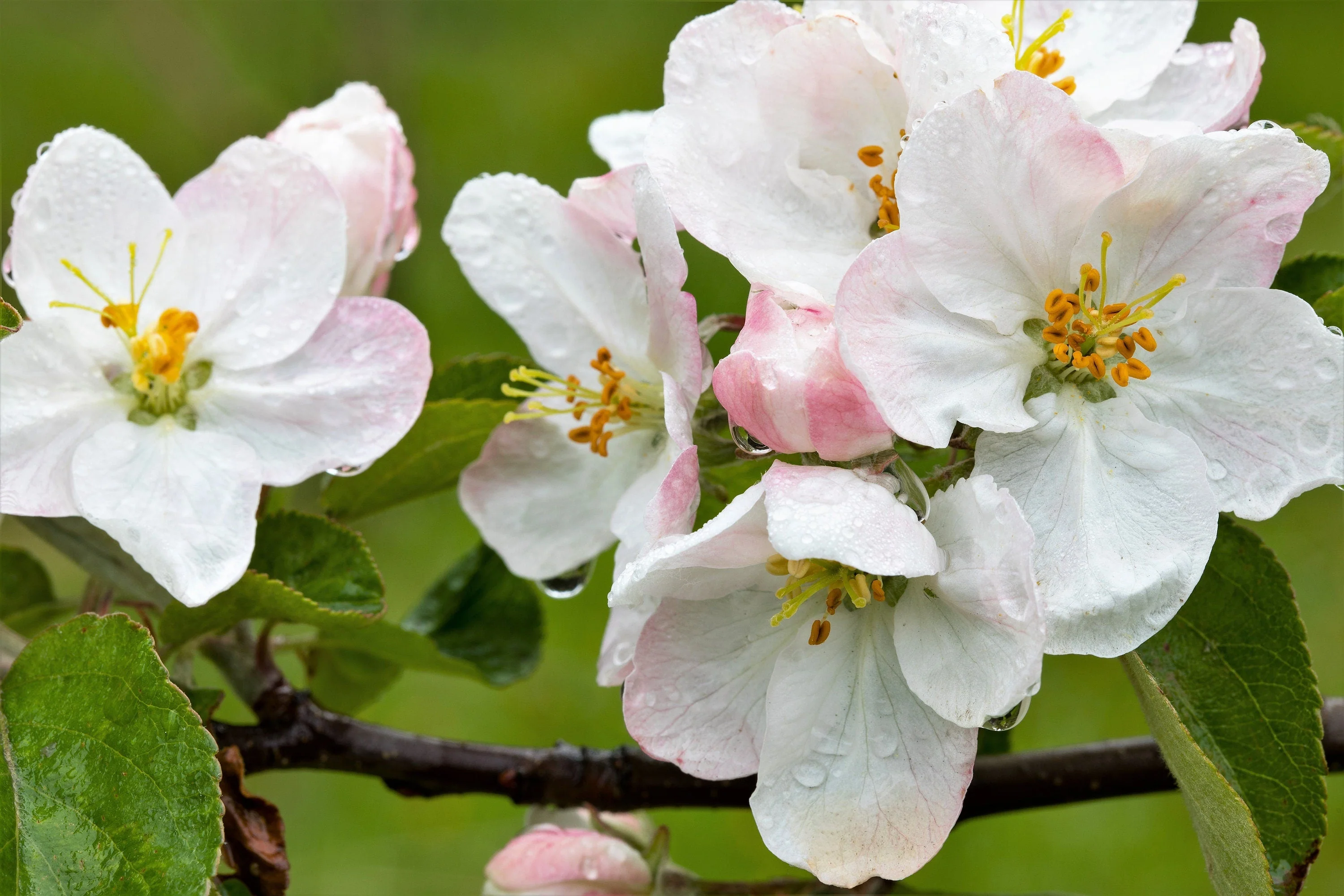 25 ANTONOVKA APPLE TREE Malus Pumila var. Antonovka Yellow Green Fruit Pink White Flower Seeds - Image 6