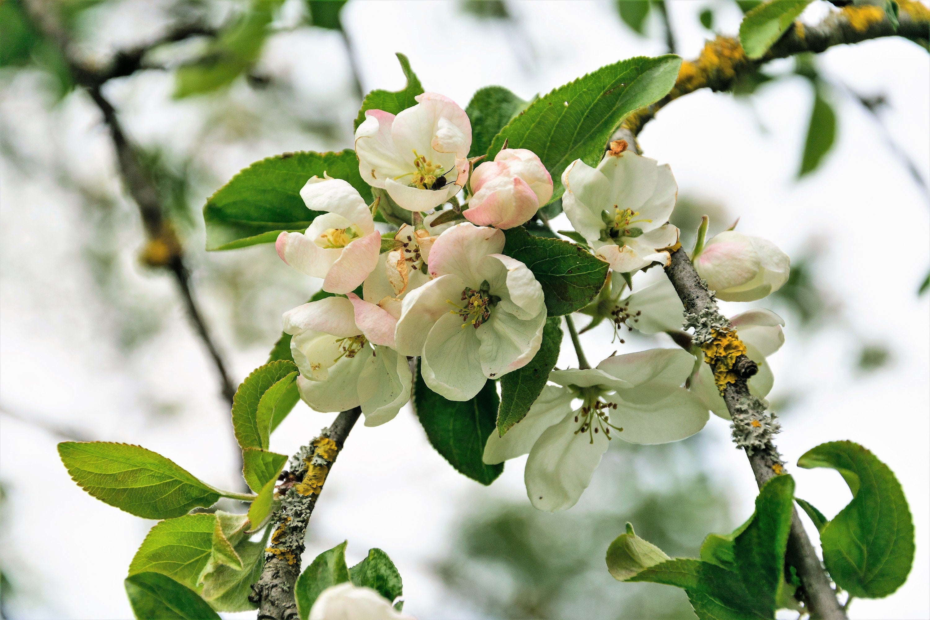 25 ANTONOVKA APPLE TREE Malus Pumila var. Antonovka Yellow Green Fruit Pink White Flower Seeds - Image 7