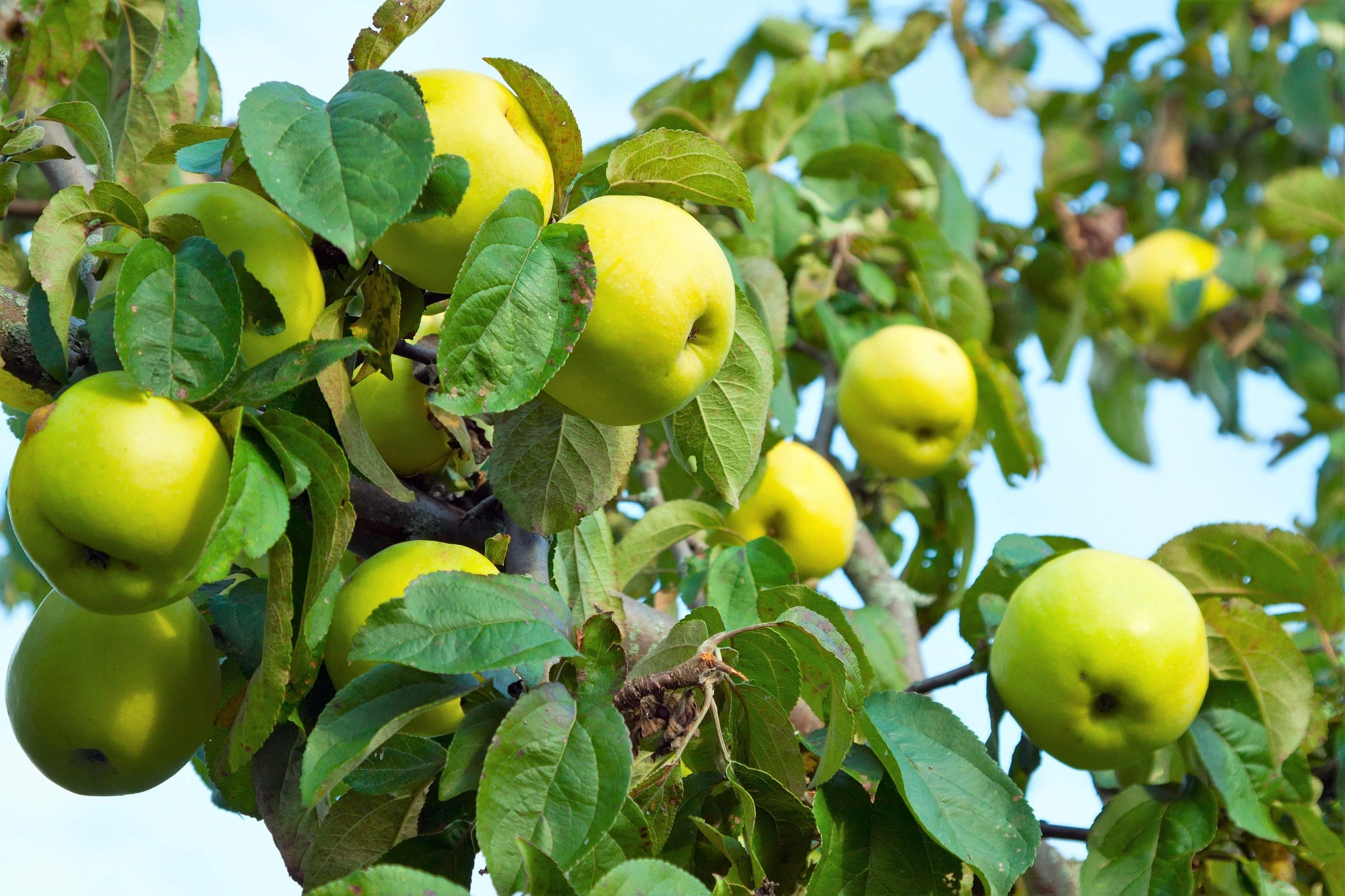 25 ANTONOVKA APPLE TREE Malus Pumila var. Antonovka Yellow Green Fruit Pink White Flower Seeds - Image 8