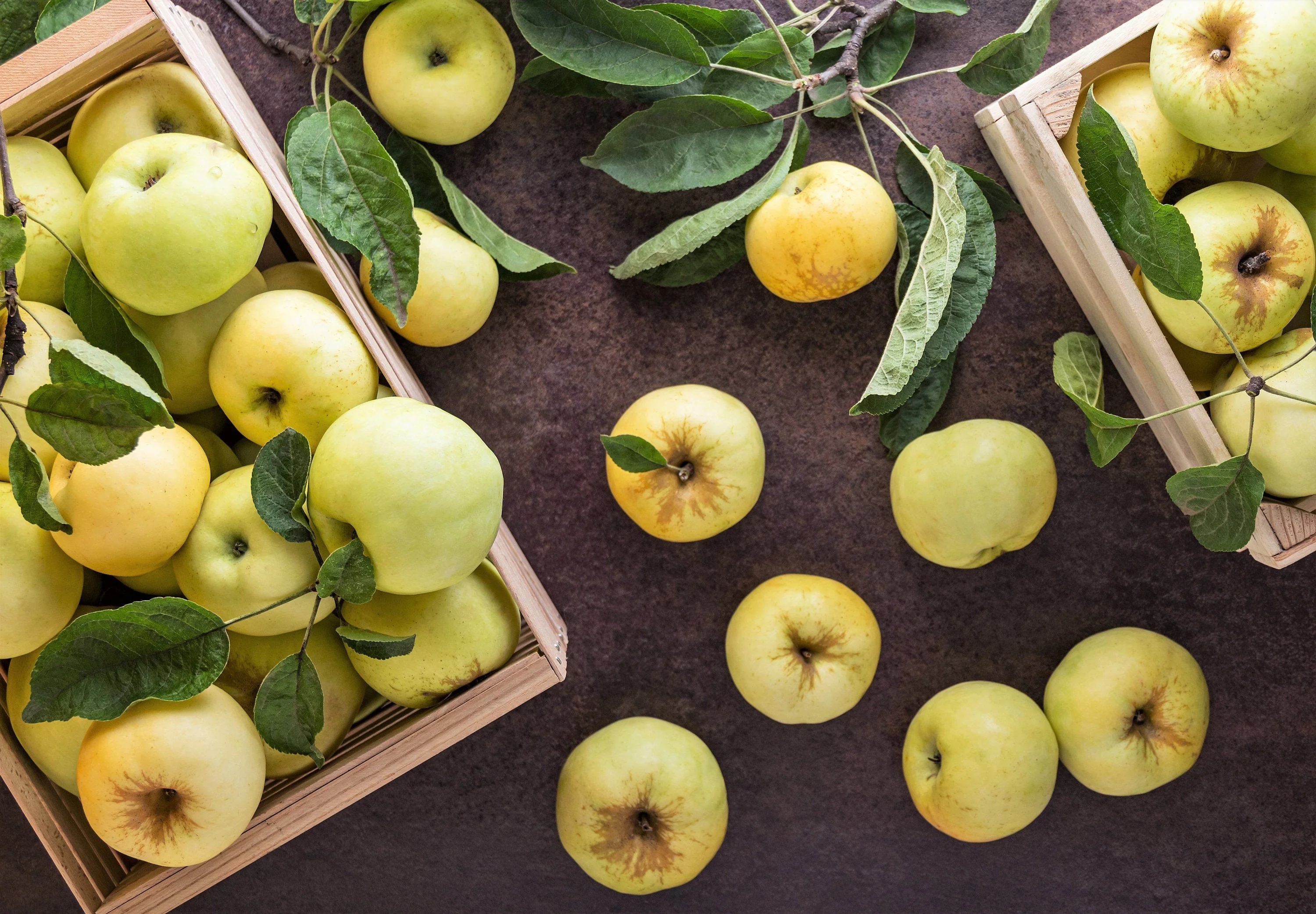 25 ANTONOVKA APPLE TREE Malus Pumila var. Antonovka Yellow Green Fruit Pink White Flower Seeds - Image 9