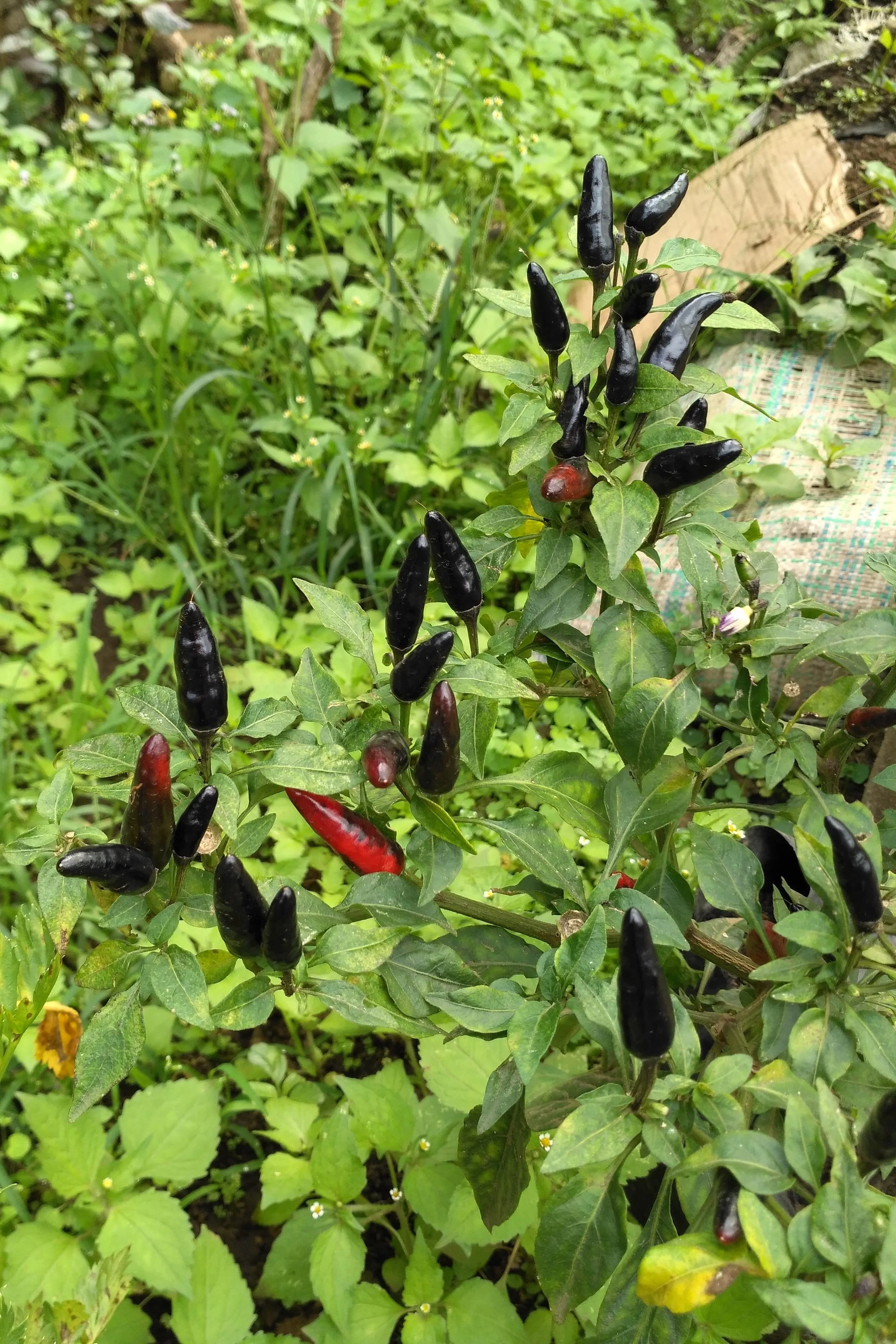 25 BLACK HUNGARIAN PEPPER Capsicum Annuum Mildly Hot Vegetable Seeds - Image 2