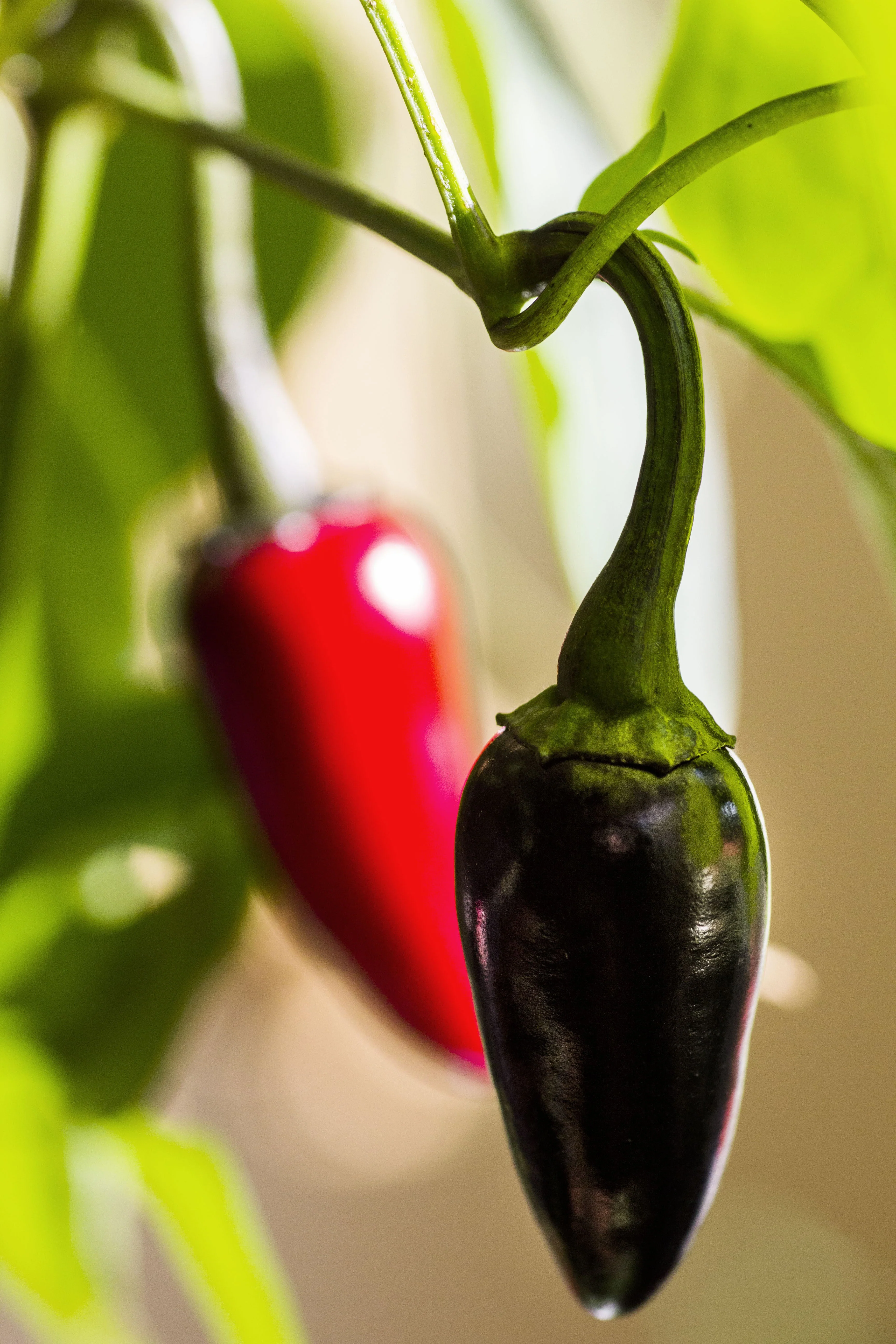25 BLACK HUNGARIAN PEPPER Capsicum Annuum Mildly Hot Vegetable Seeds - Image 3