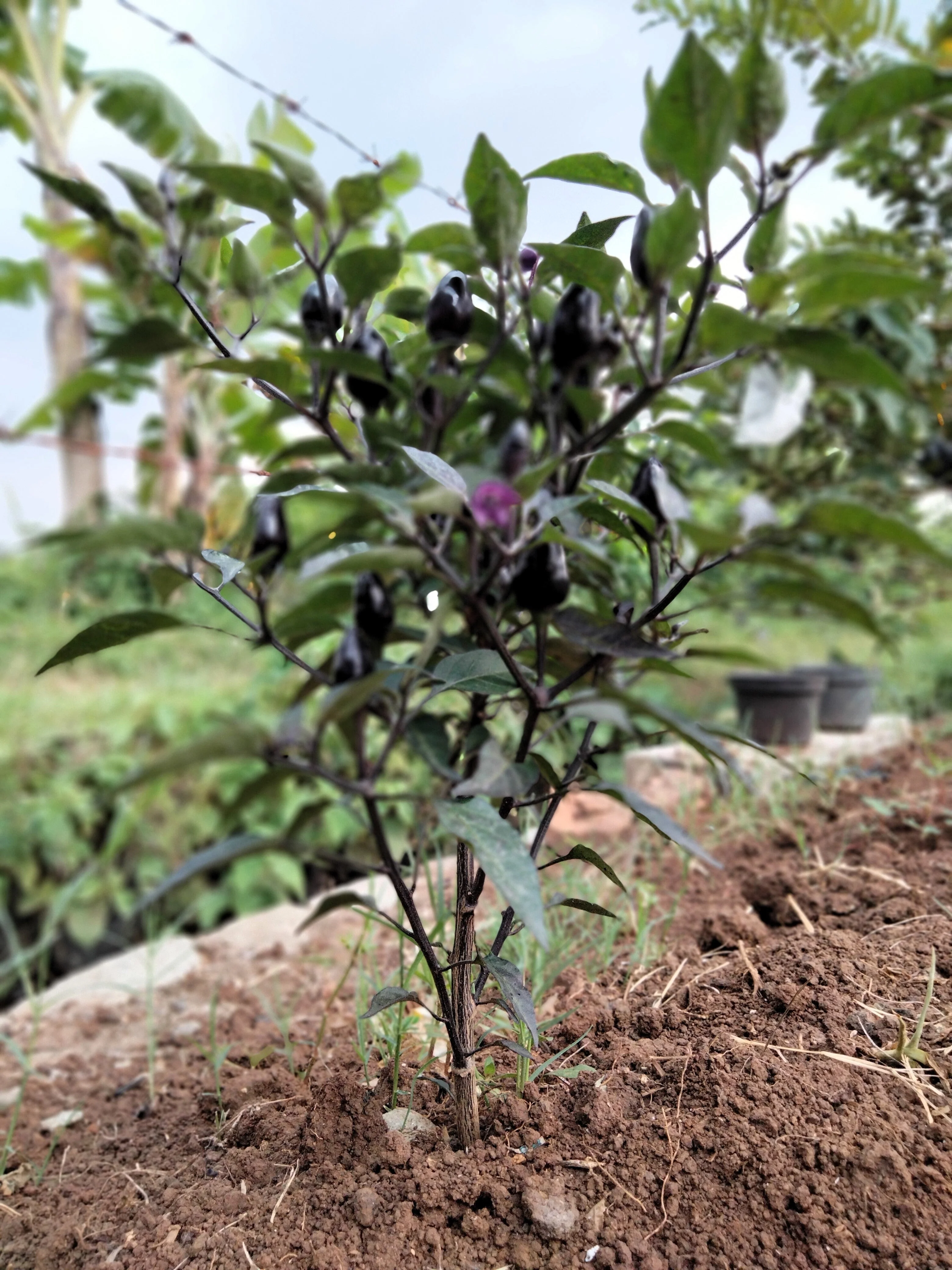 25 BLACK HUNGARIAN PEPPER Capsicum Annuum Mildly Hot Vegetable Seeds - Image 4
