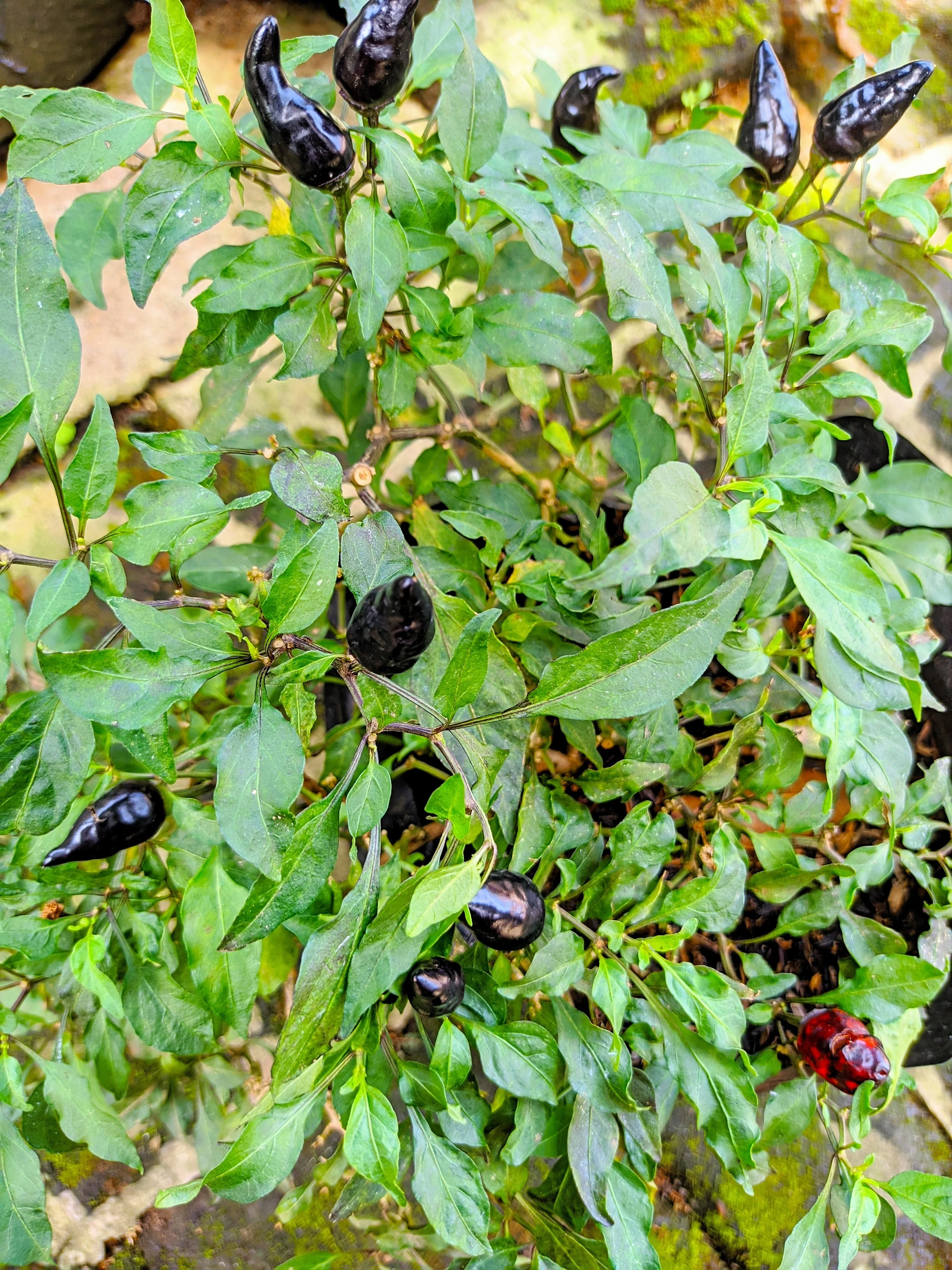 25 BLACK HUNGARIAN PEPPER Capsicum Annuum Mildly Hot Vegetable Seeds - Image 5