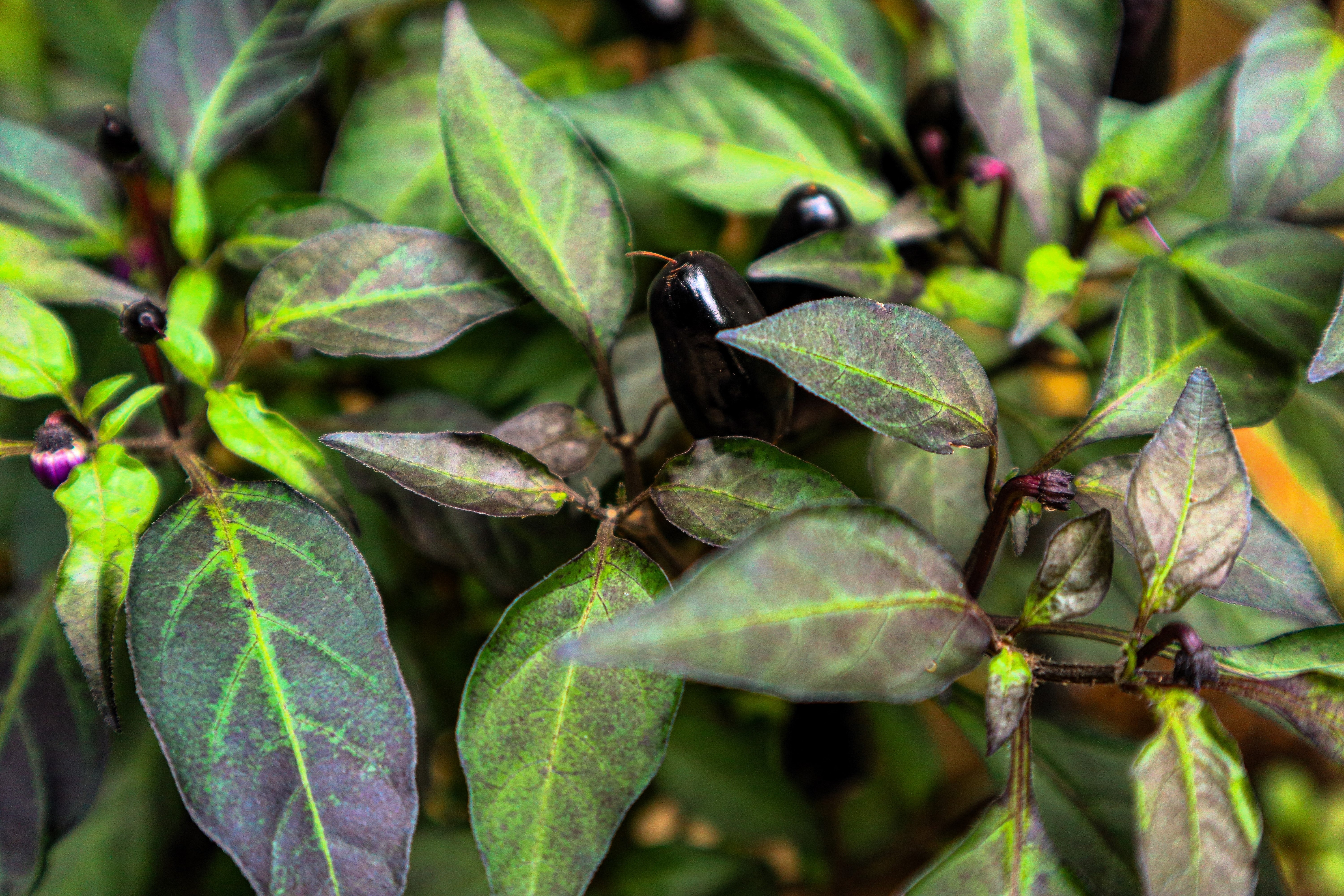 25 BLACK HUNGARIAN PEPPER Capsicum Annuum Mildly Hot Vegetable Seeds - Image 6