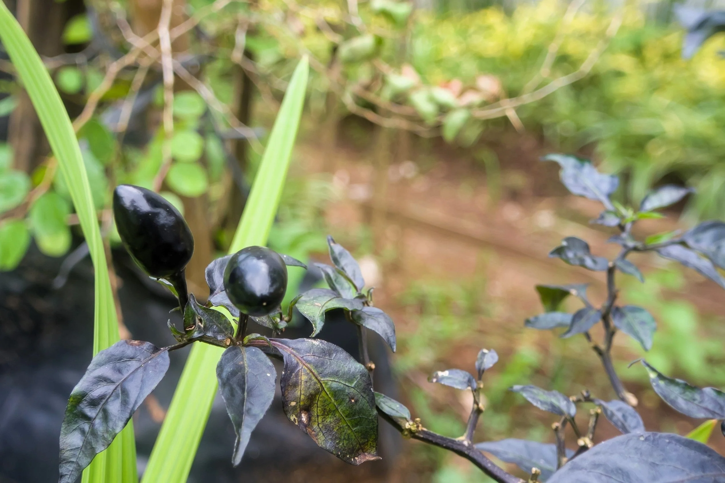 25 BLACK HUNGARIAN PEPPER Capsicum Annuum Mildly Hot Vegetable Seeds - Image 8