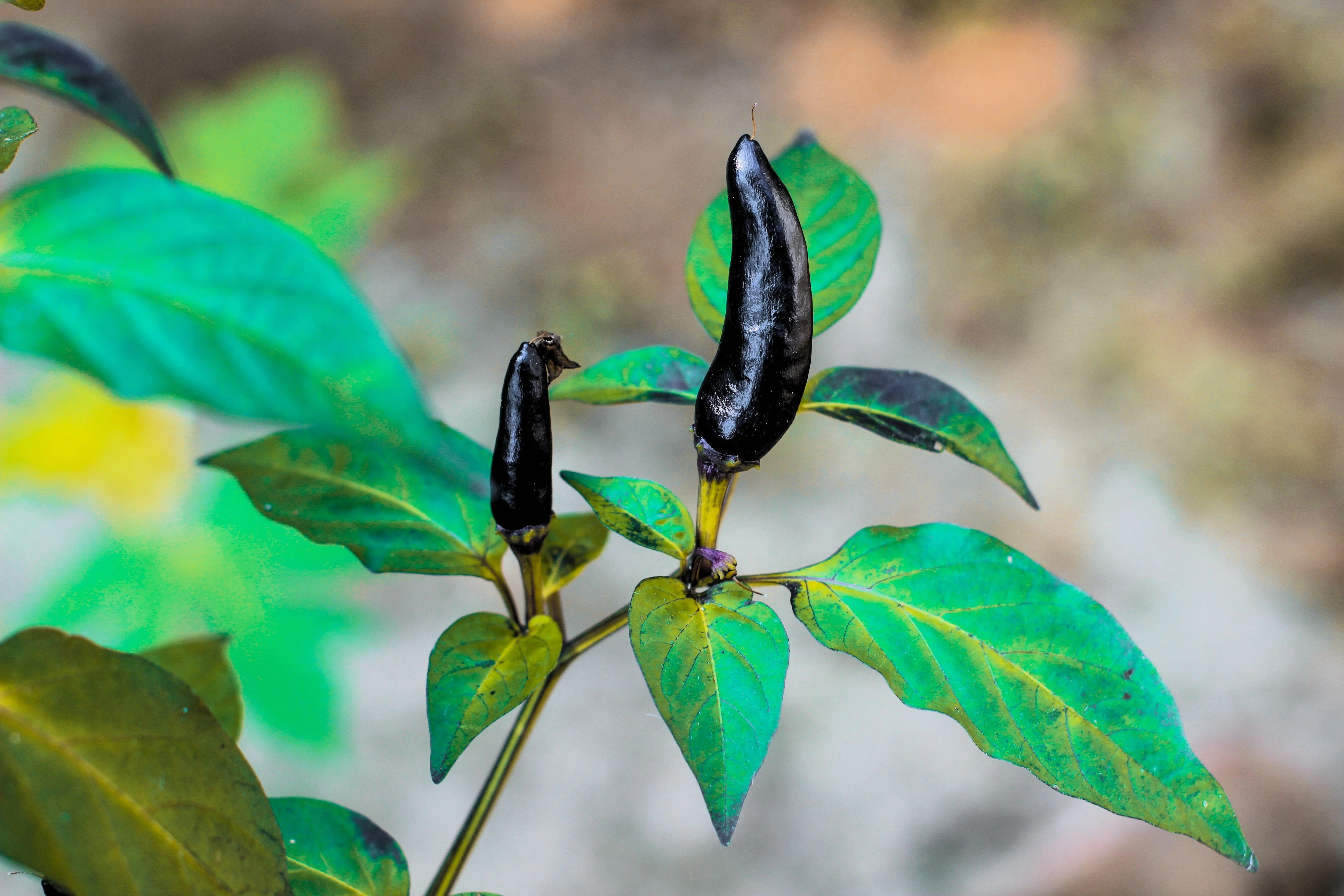 25 BLACK HUNGARIAN PEPPER Capsicum Annuum Mildly Hot Vegetable Seeds - Image 9