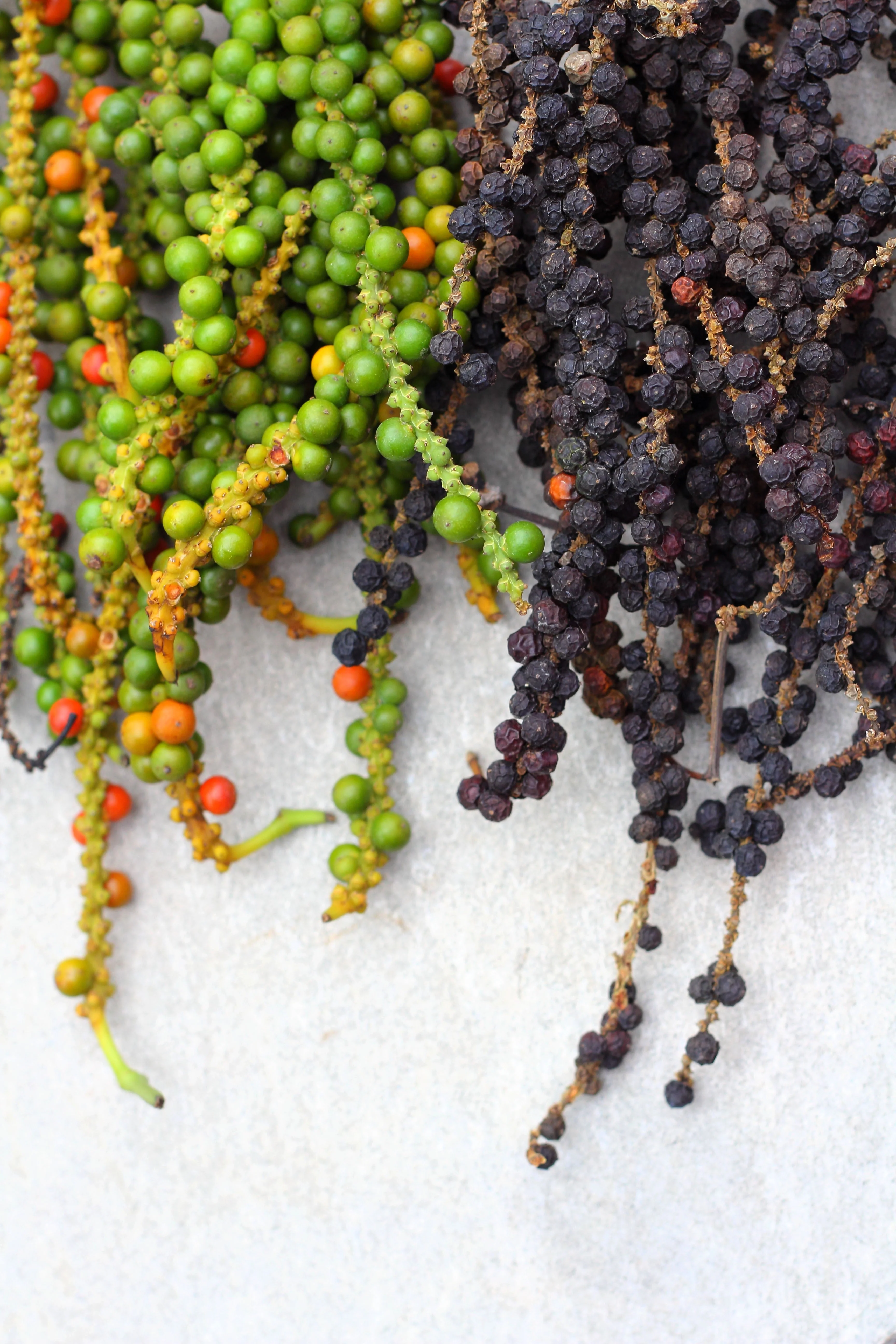 25 BLACK PEPPERCORN Black Pepper Piper Nigrum Spice Vine Seeds - Image 10
