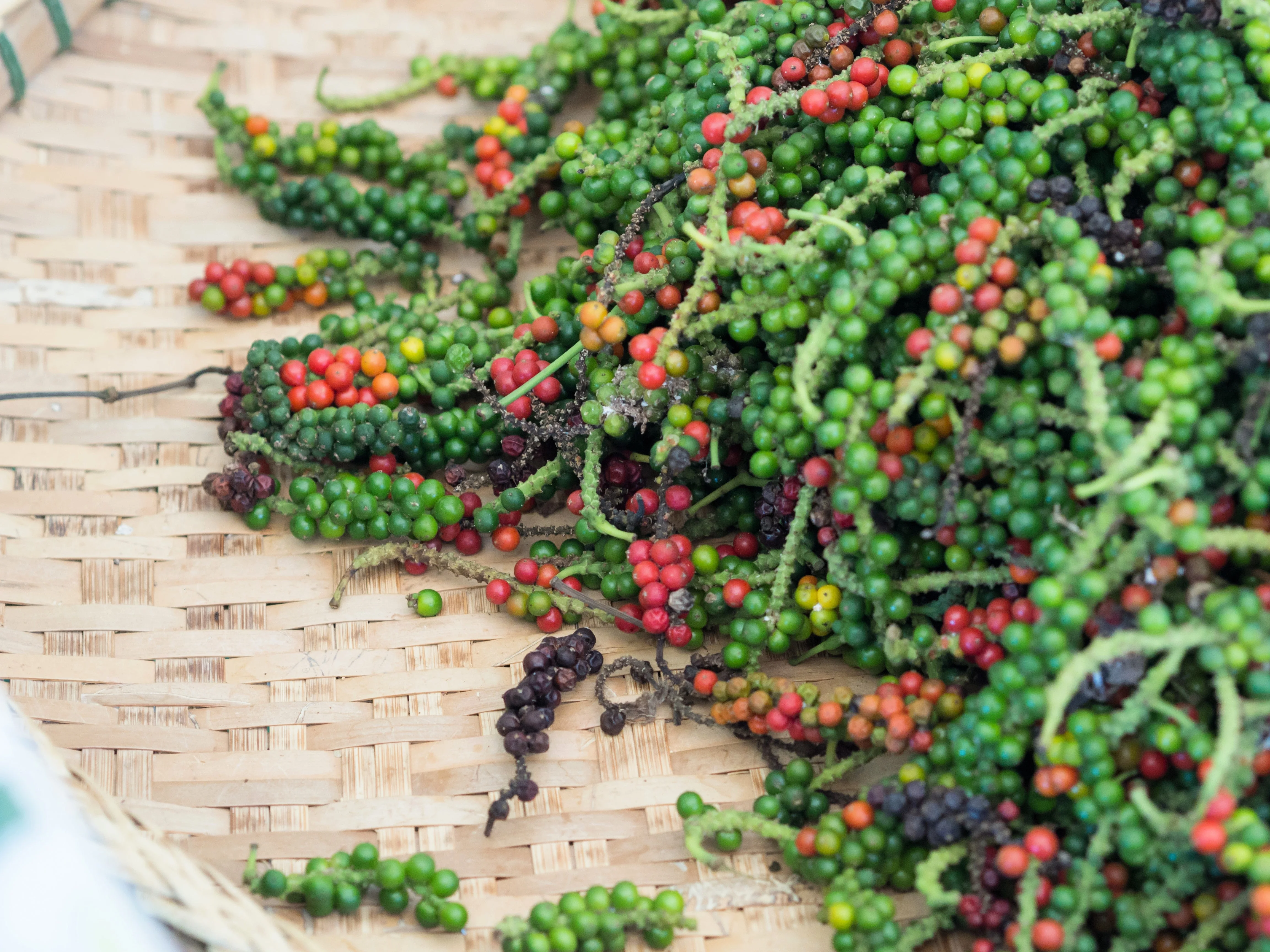 25 BLACK PEPPERCORN Black Pepper Piper Nigrum Spice Vine Seeds - Image 11