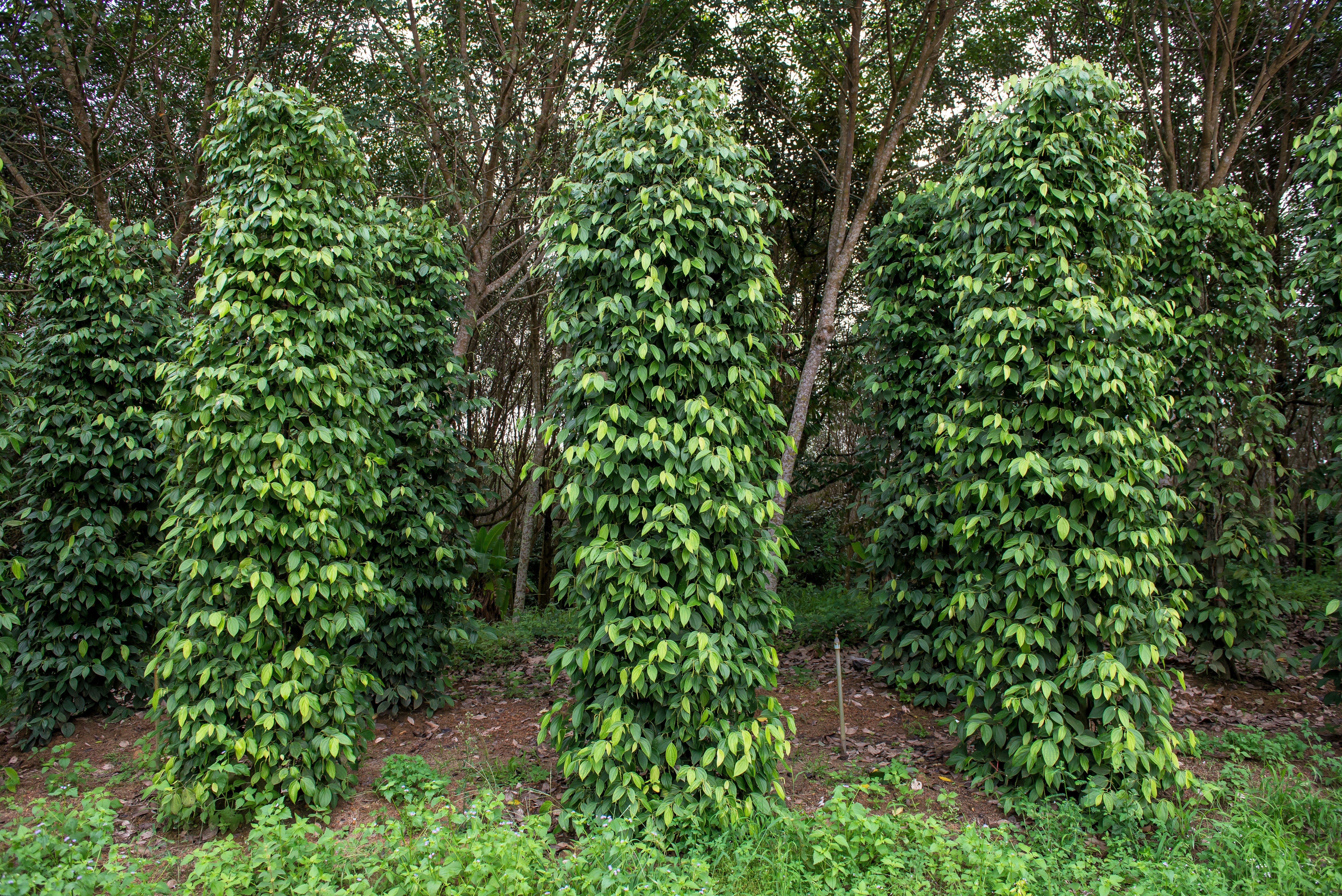25 BLACK PEPPERCORN Black Pepper Piper Nigrum Spice Vine Seeds - Image 3
